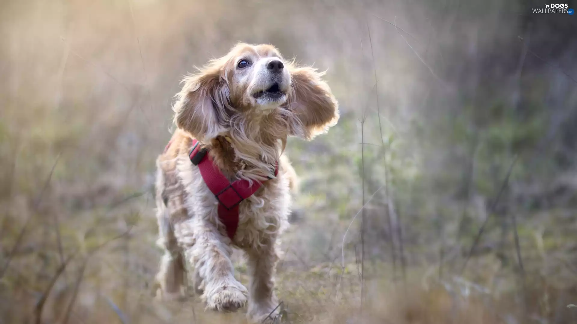 English Cocker Spaniel, dog, fuzzy, Meadow, braces, running