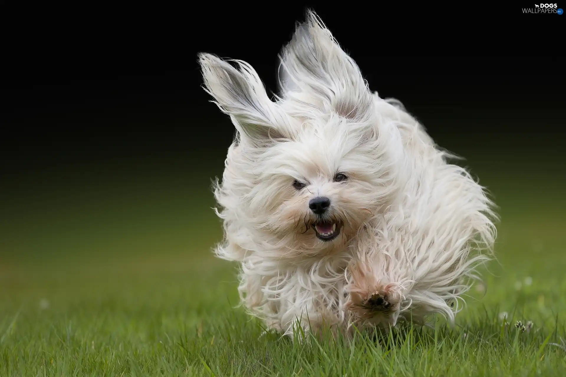 Running Havanese, grass, White, doggy