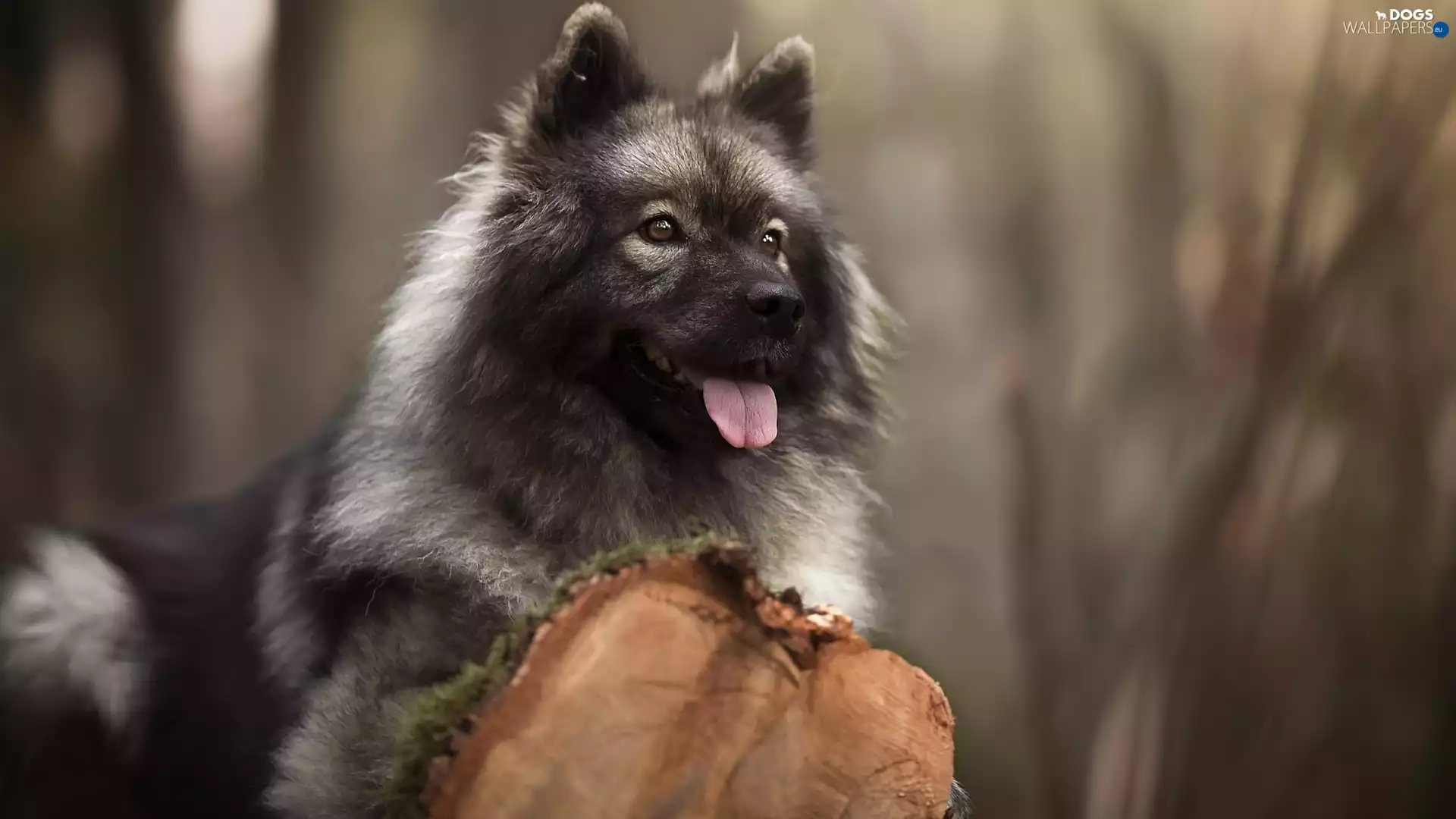 Rurasier Spitz, trunk