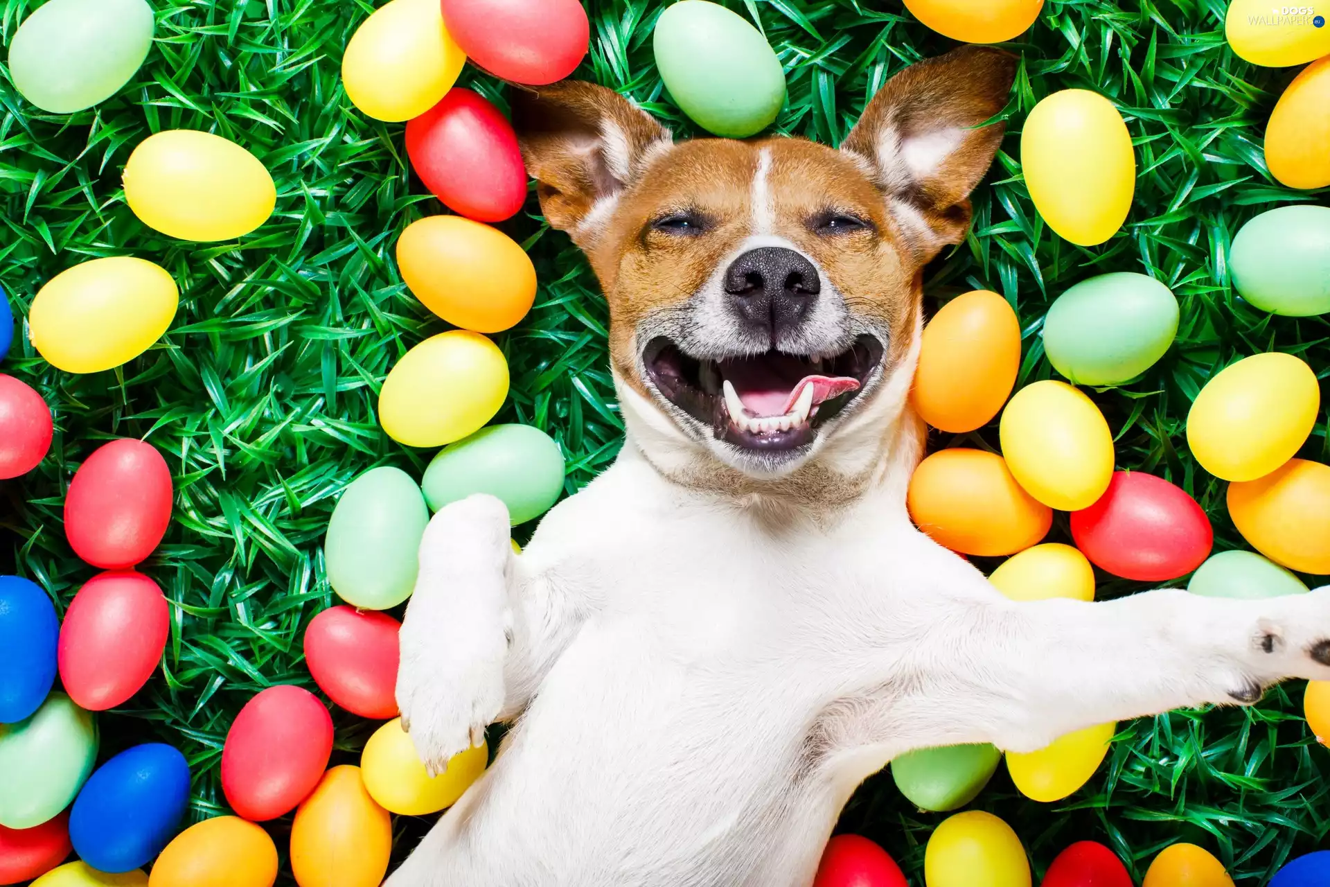 paint, Easter, Jack Russell Terrier, eggs, dog