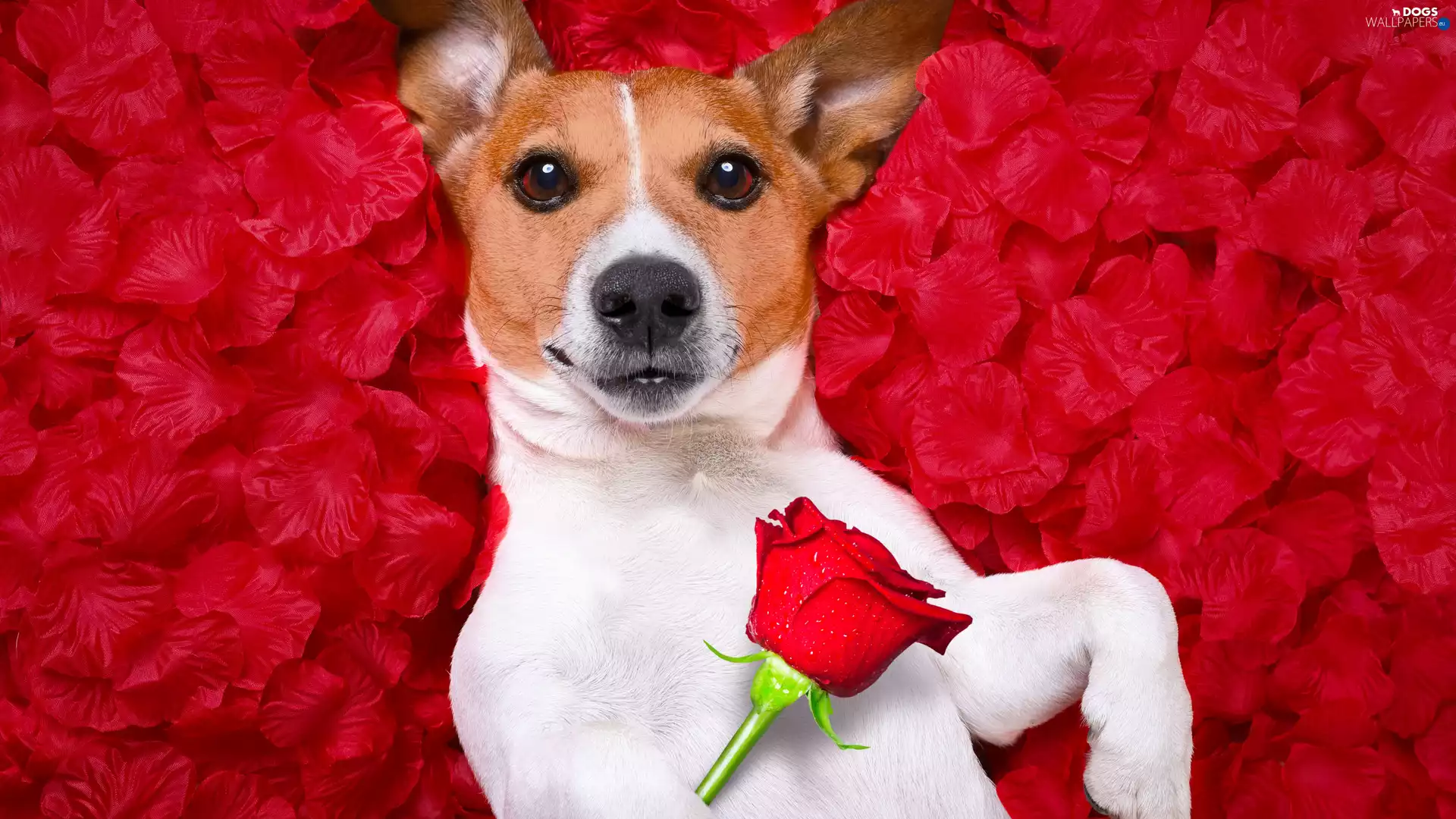 Red, flakes, Jack Russell Terrier, rose, dog