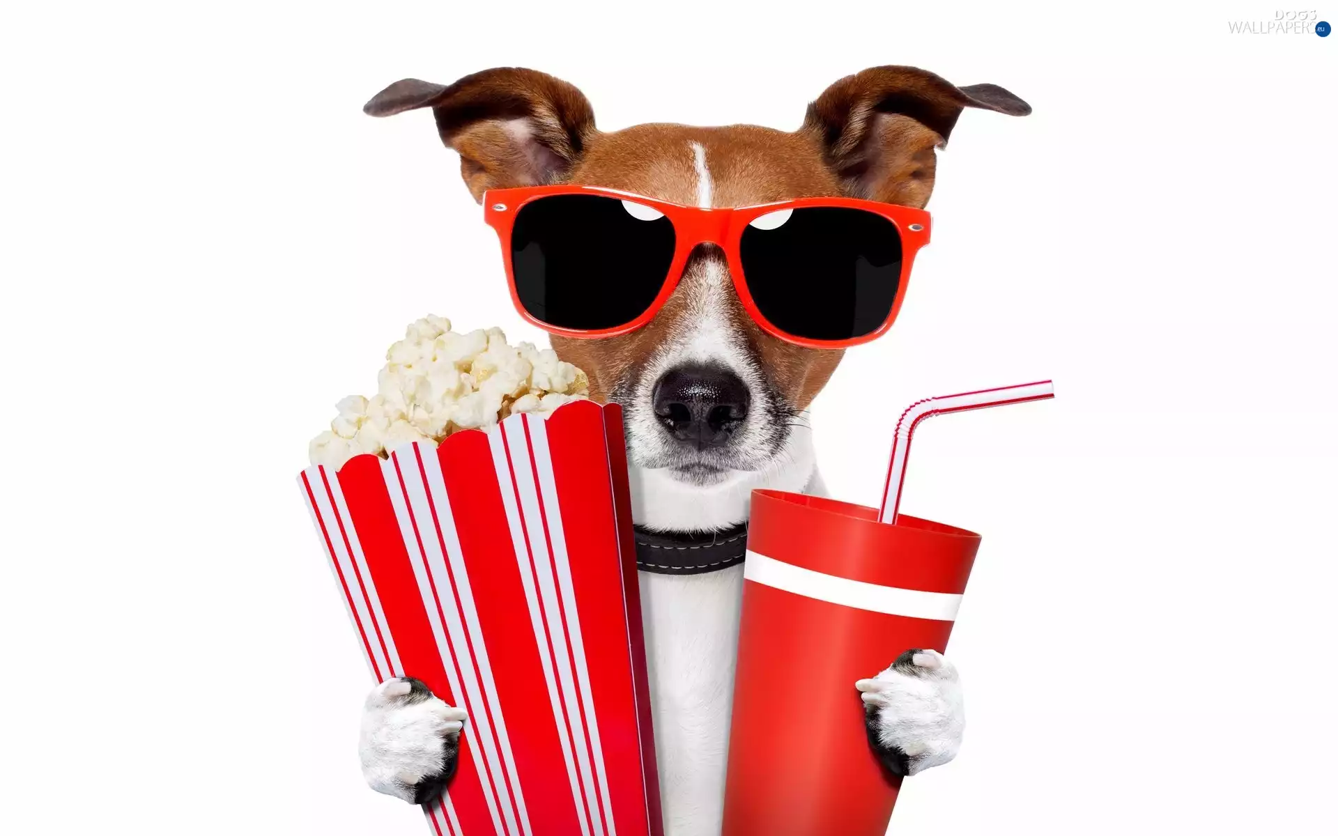 drink, Popcorn, Jack Russell Terrier, Glasses, dog