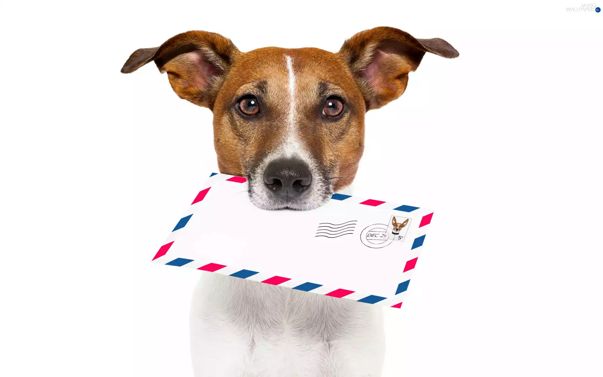 dog, stamp, Jack Russell Terrier, letter