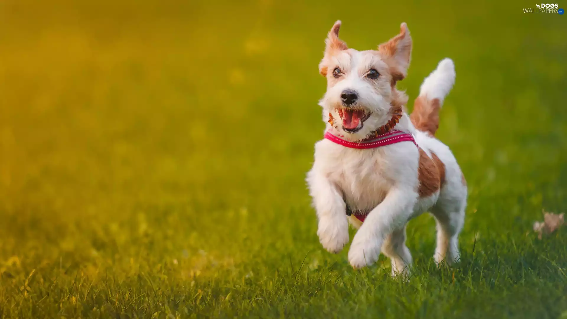 Jack Russell, Meadow, wander, Terrier