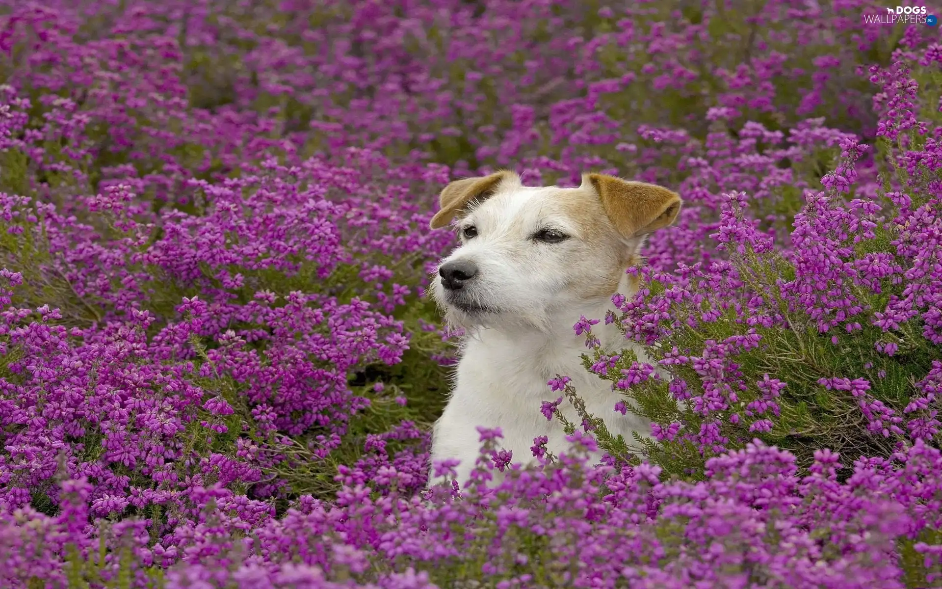 Russell, Jack, Meadow, Terrier, Flowers