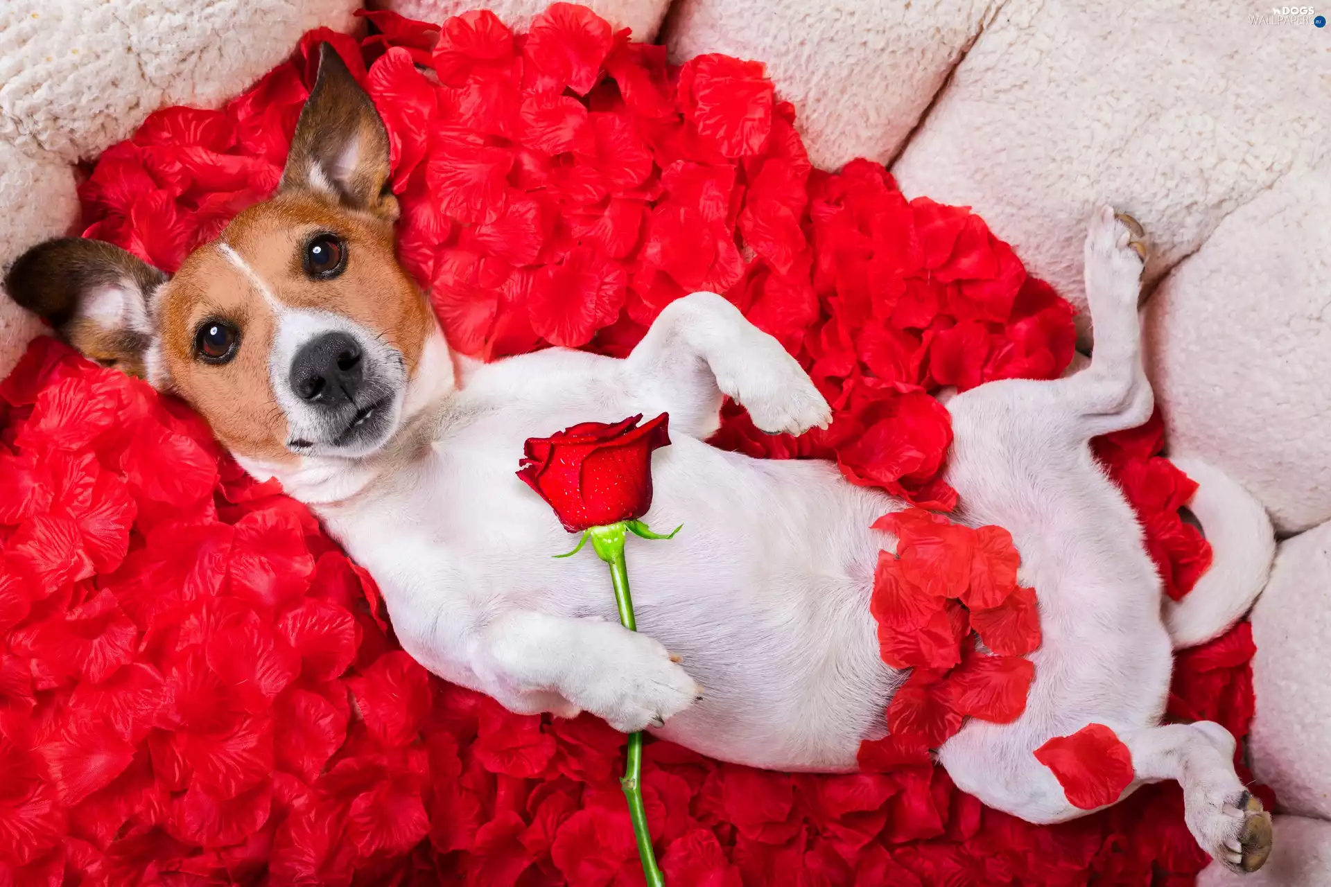 Jack Russell Terrier, flakes, rose