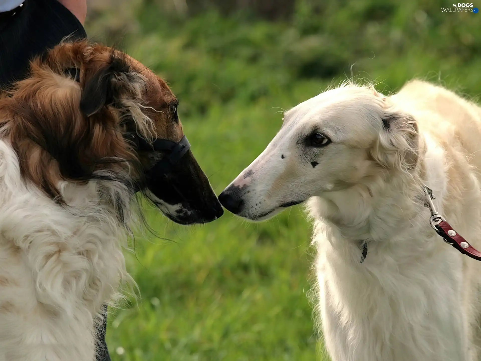 Russian, Greyhound