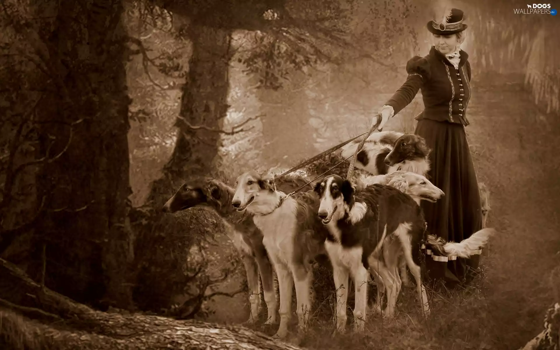 Women, Old, Greyhound, Russian, Dogs, photography