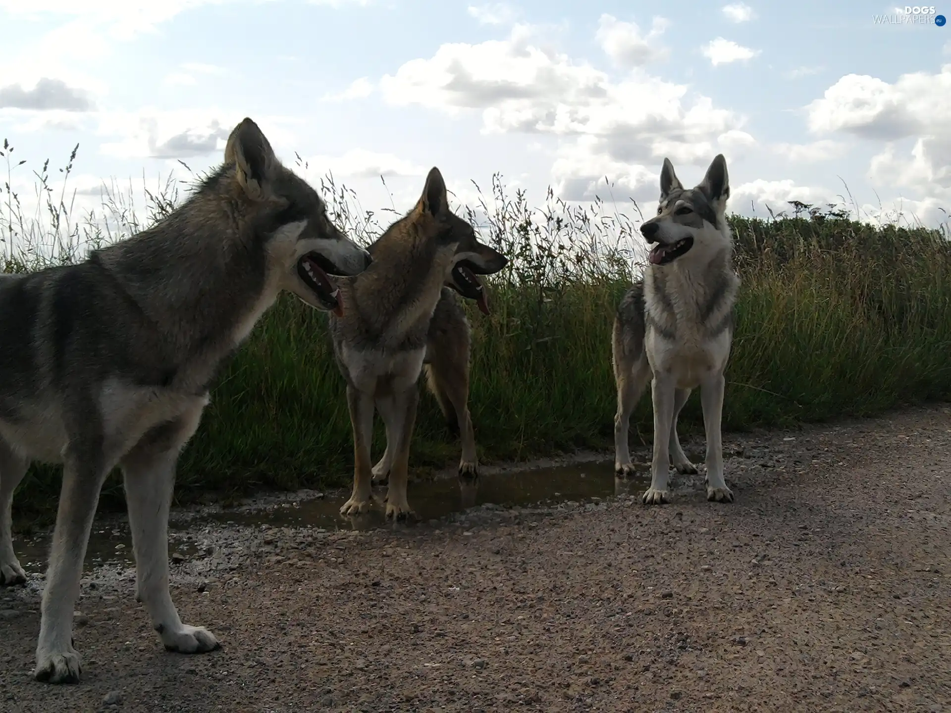 Saarlooswolfhond, Three