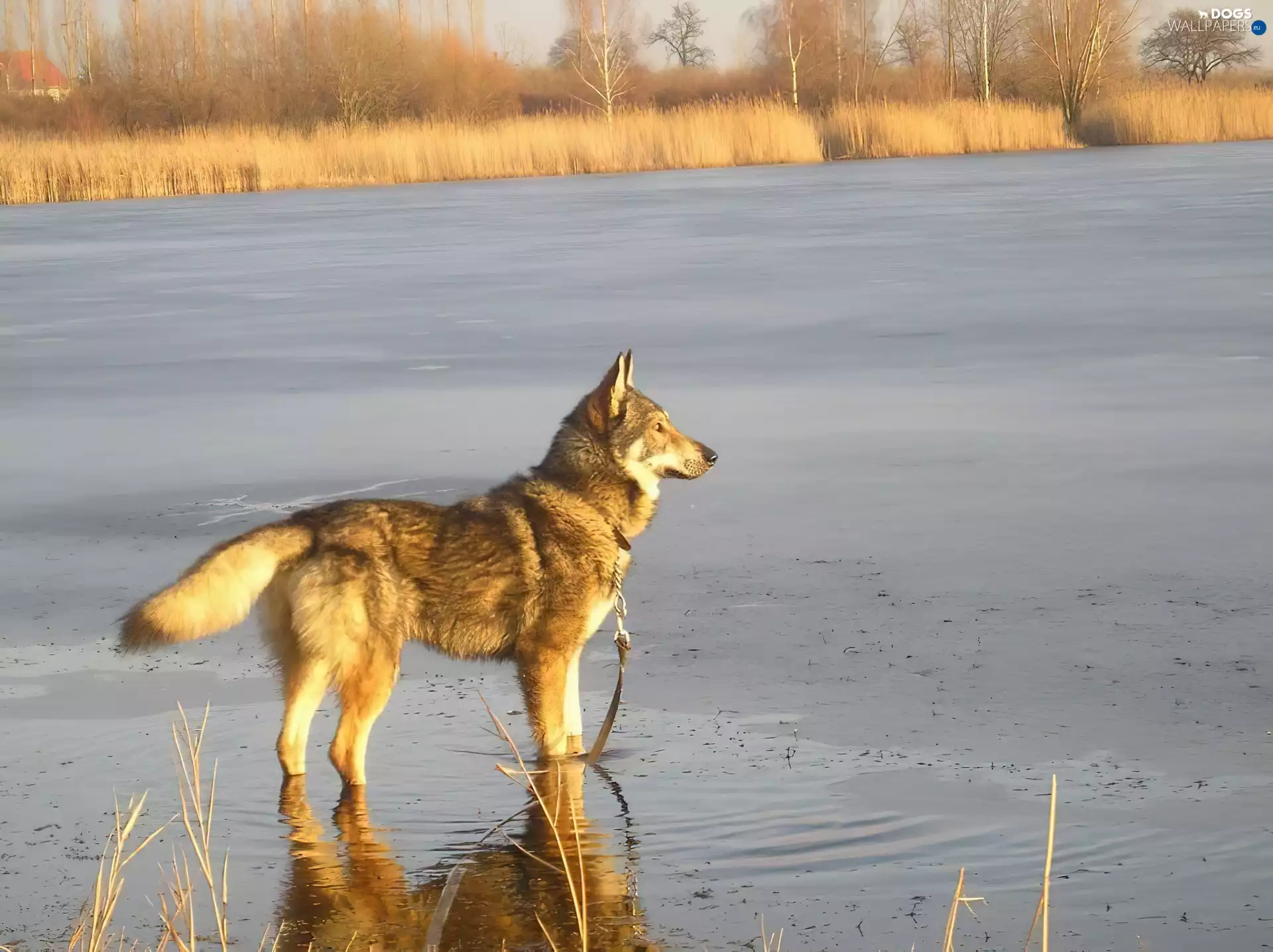 Saarlooswolfhond, water