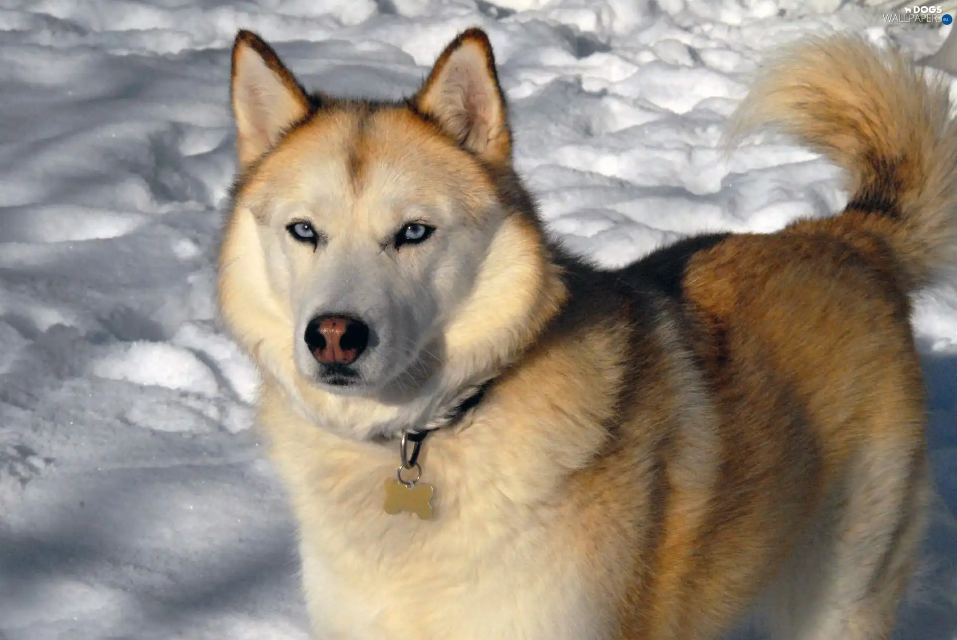 sable, coat, Siberian Husky