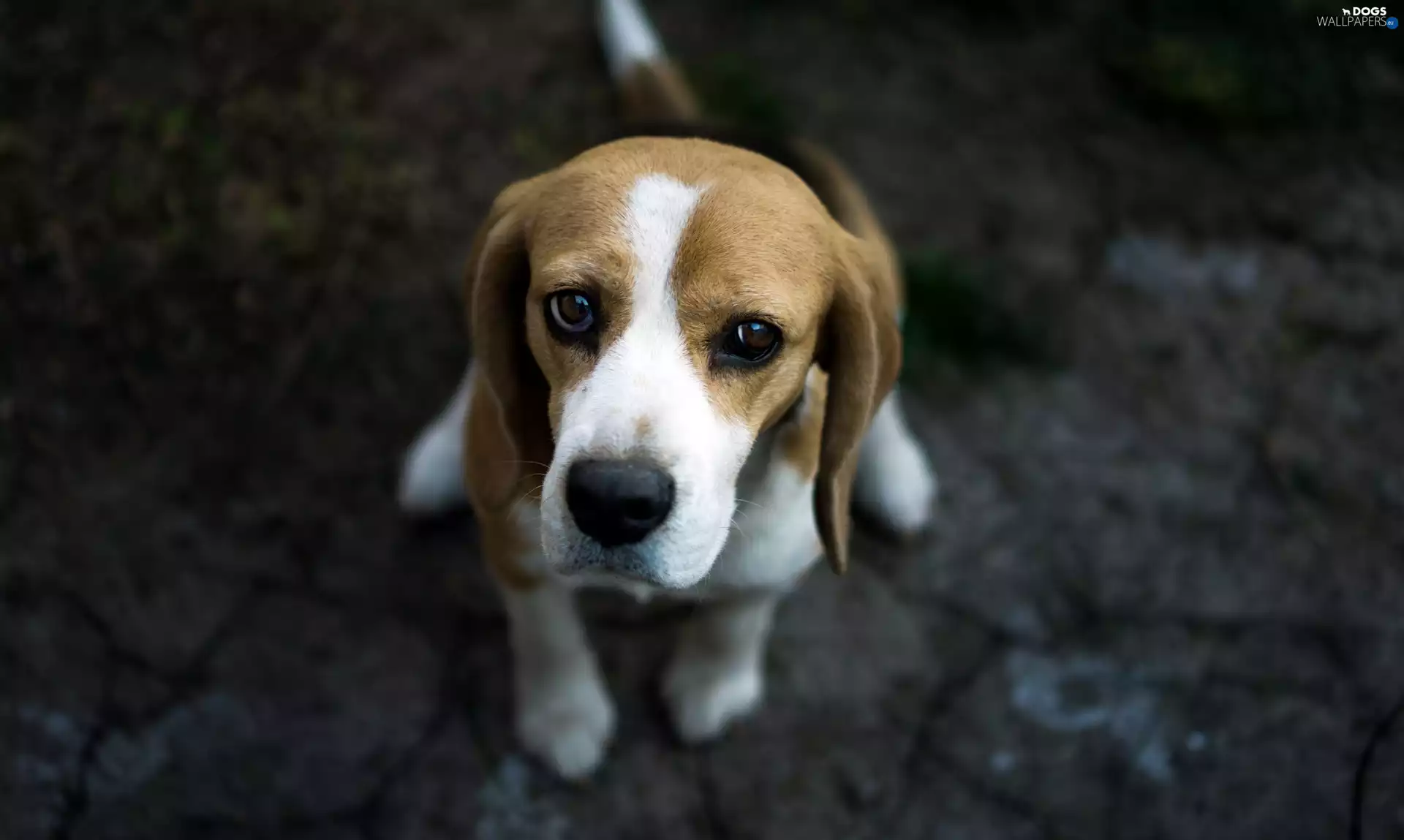 sad, dog, Beagle