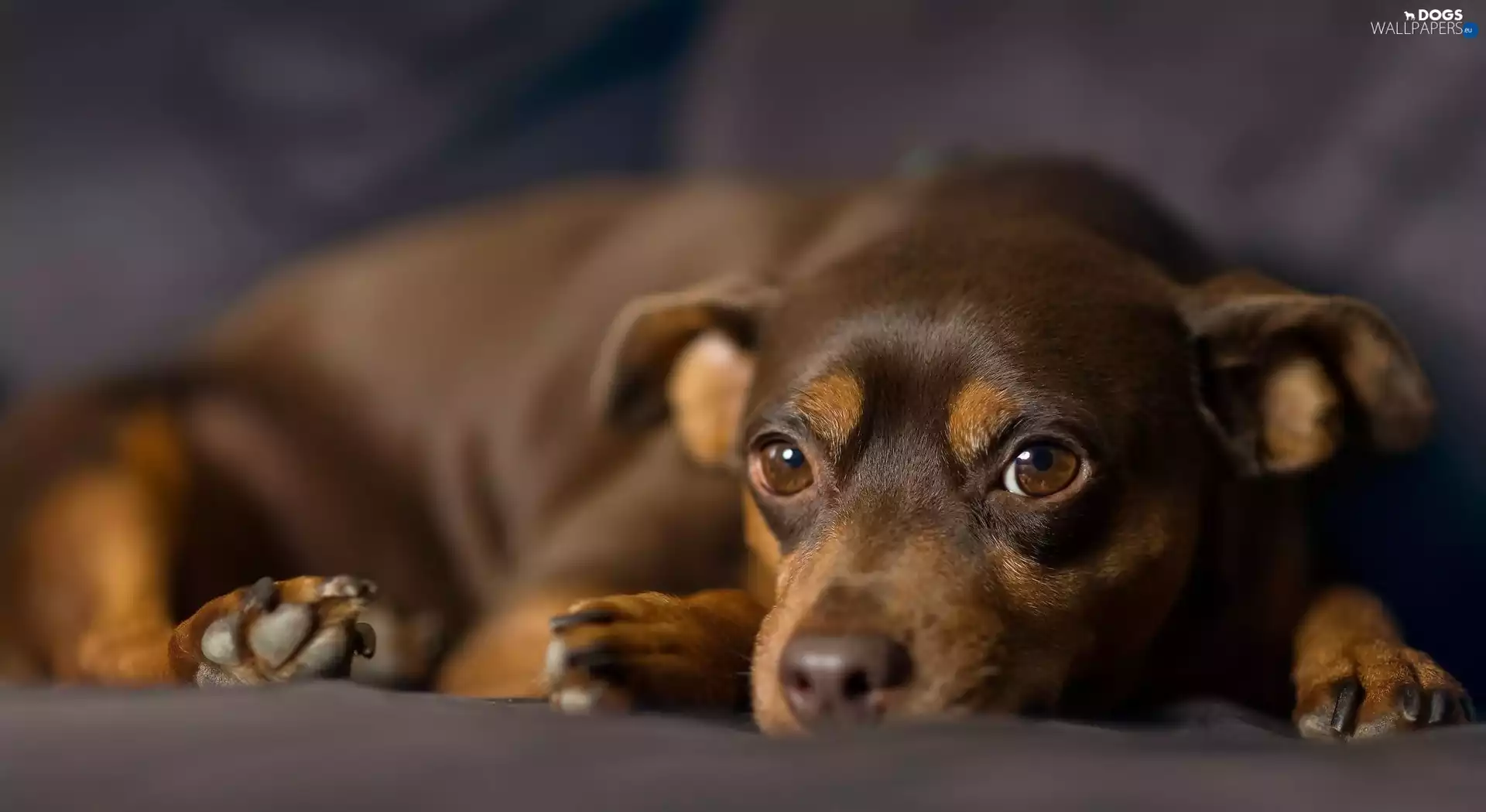 Eyes, miniature Pinscher, sad