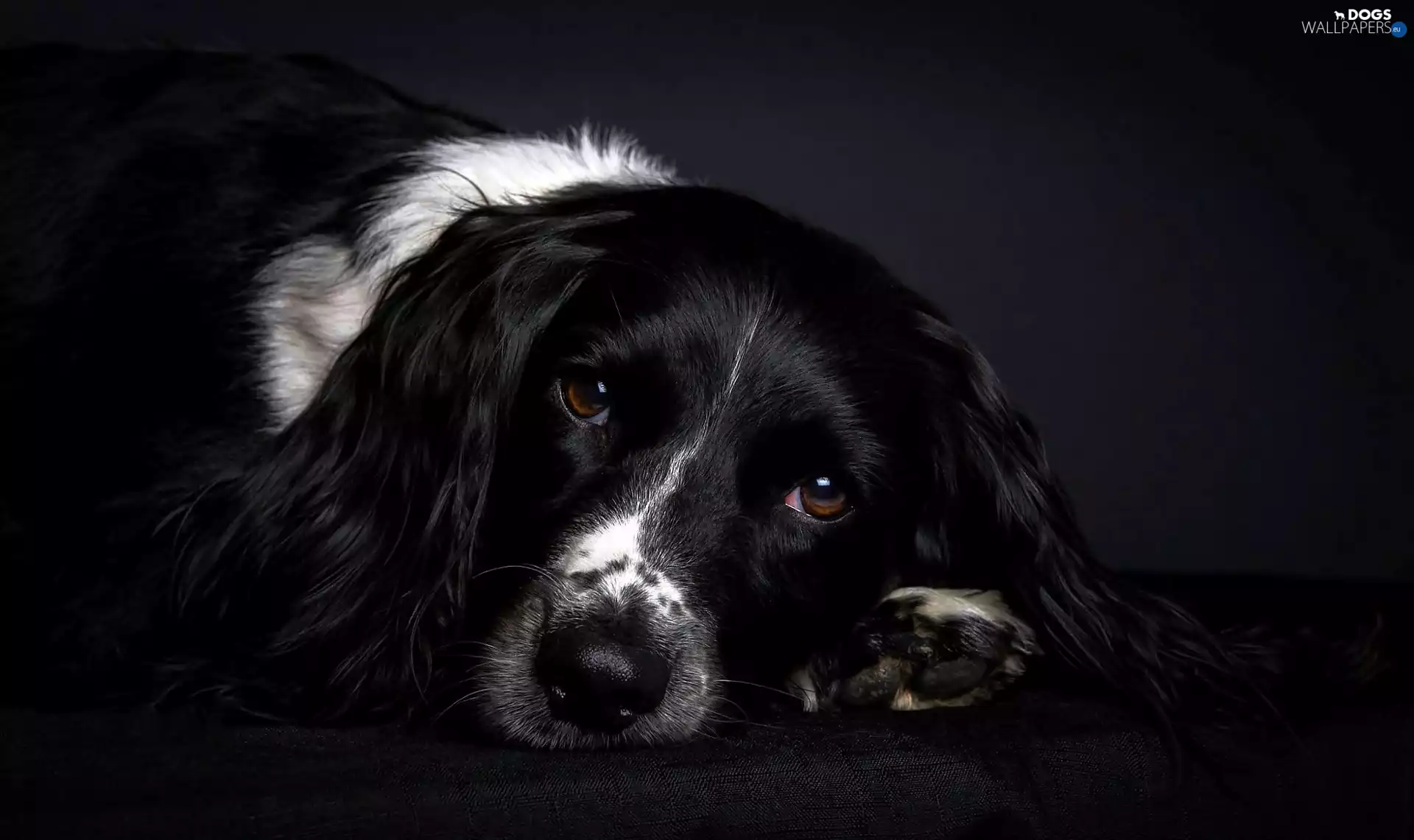 English, sad, Eyes, Springer spaniel