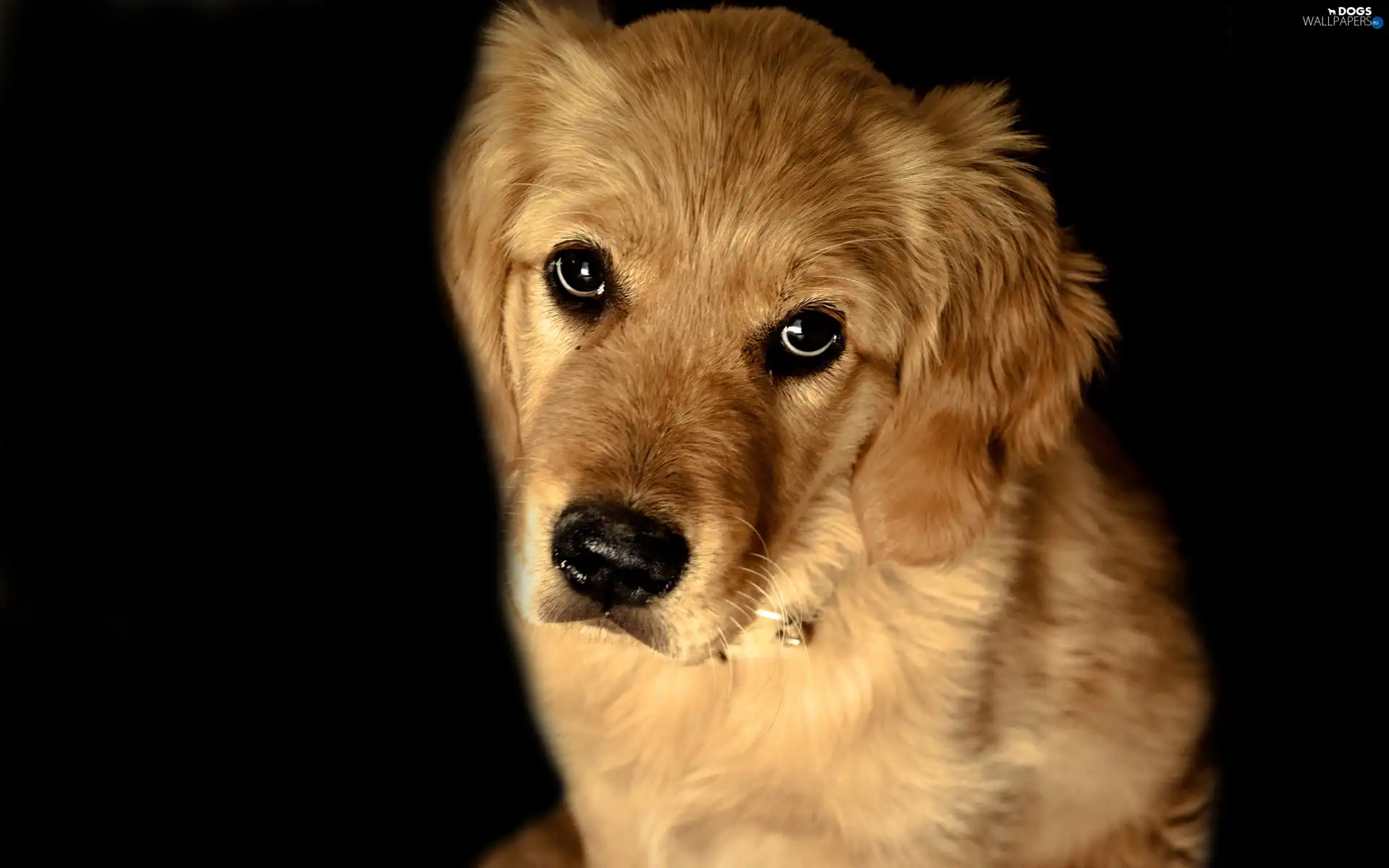 sad, The look, Golden Retriever