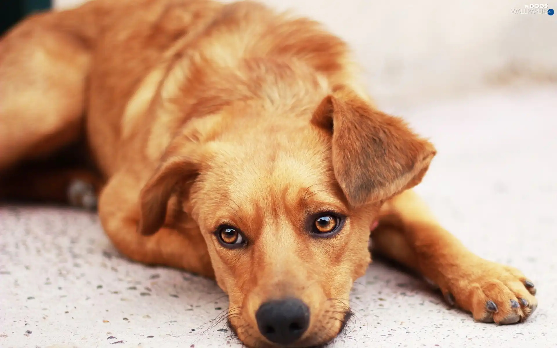 sad, Eyes, little dog