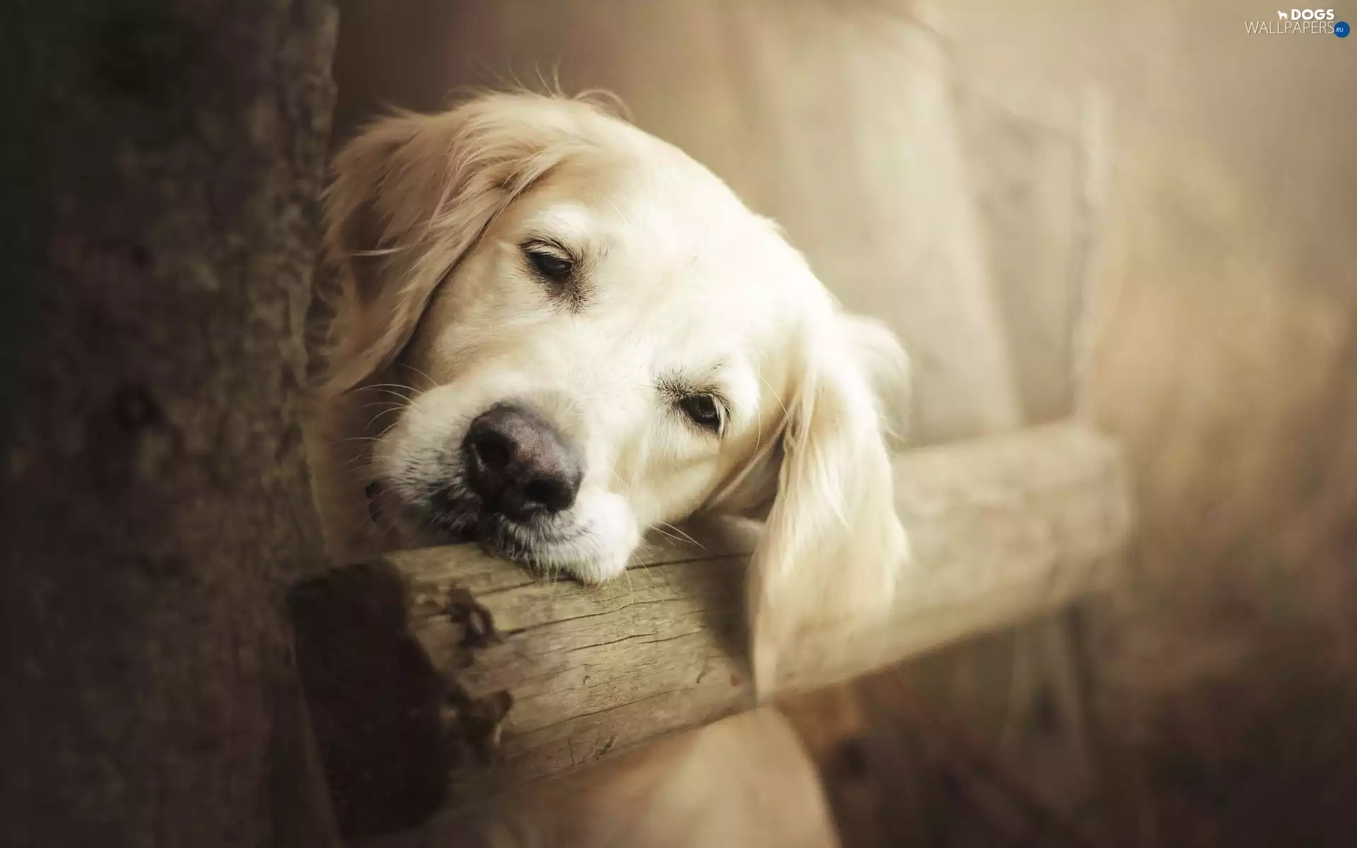 sad, Golden Retriever