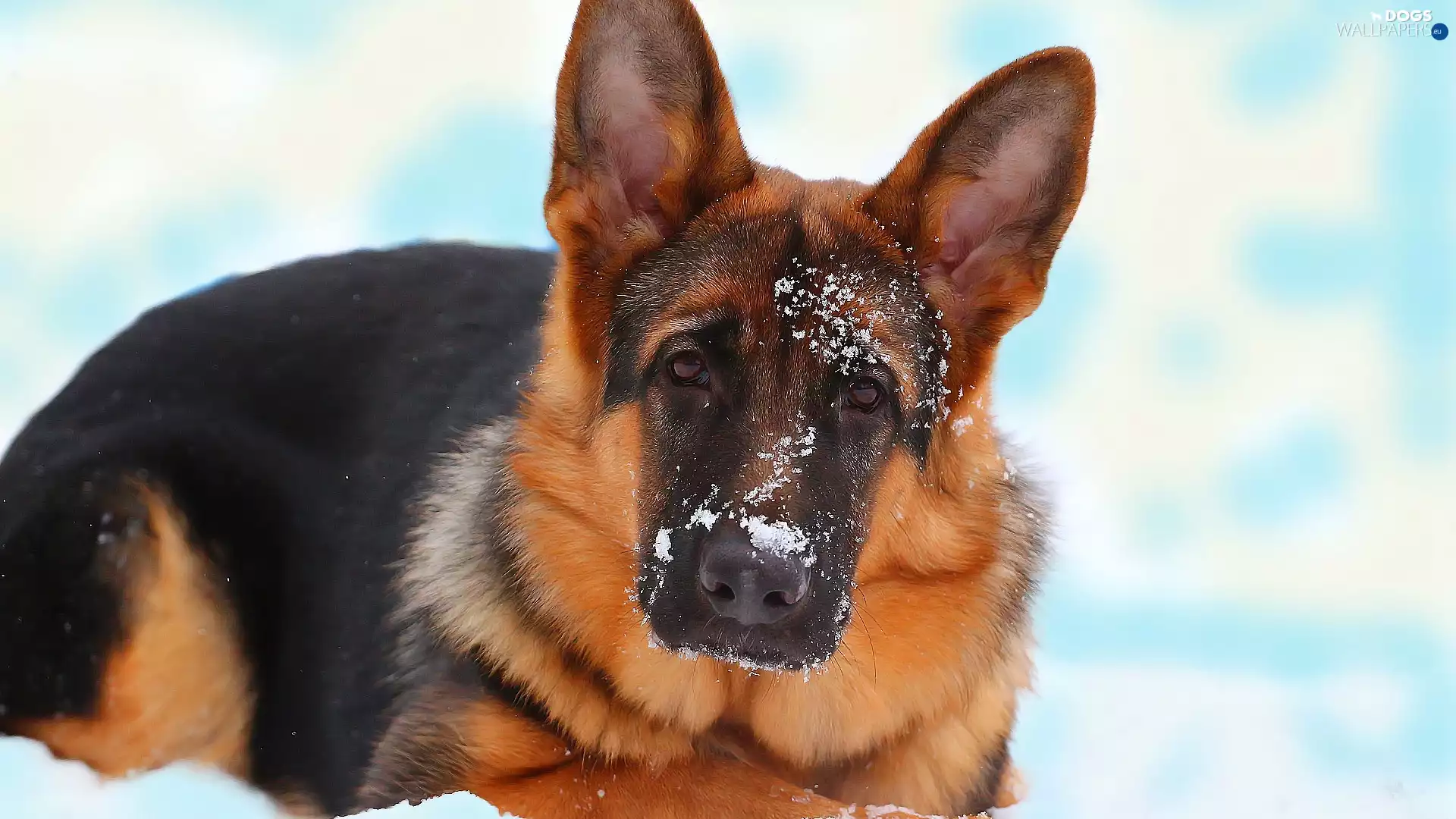 German Shepherd, dog, sadness, Eyes, snow, muzzle