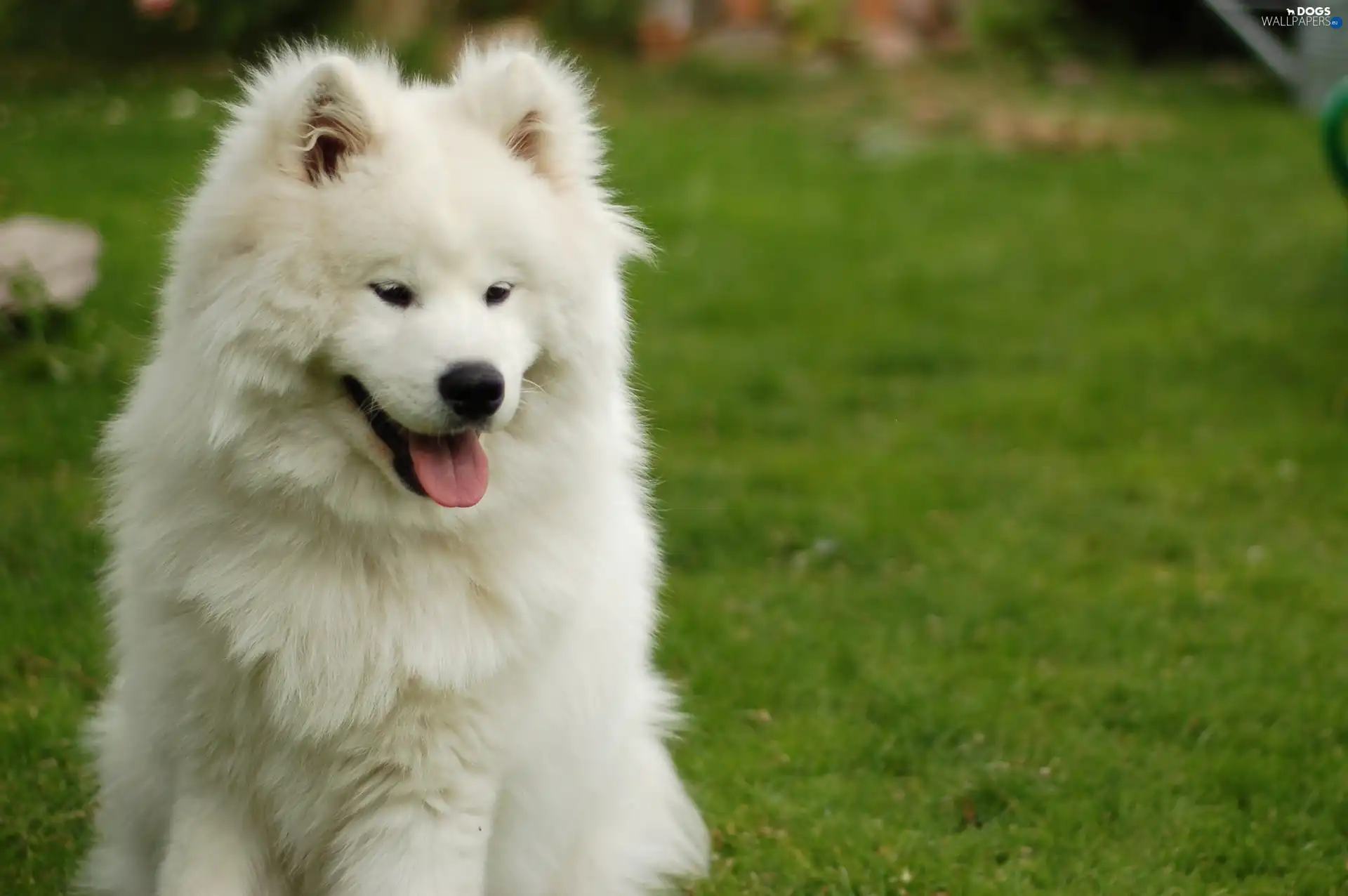 Samojed, beautiful