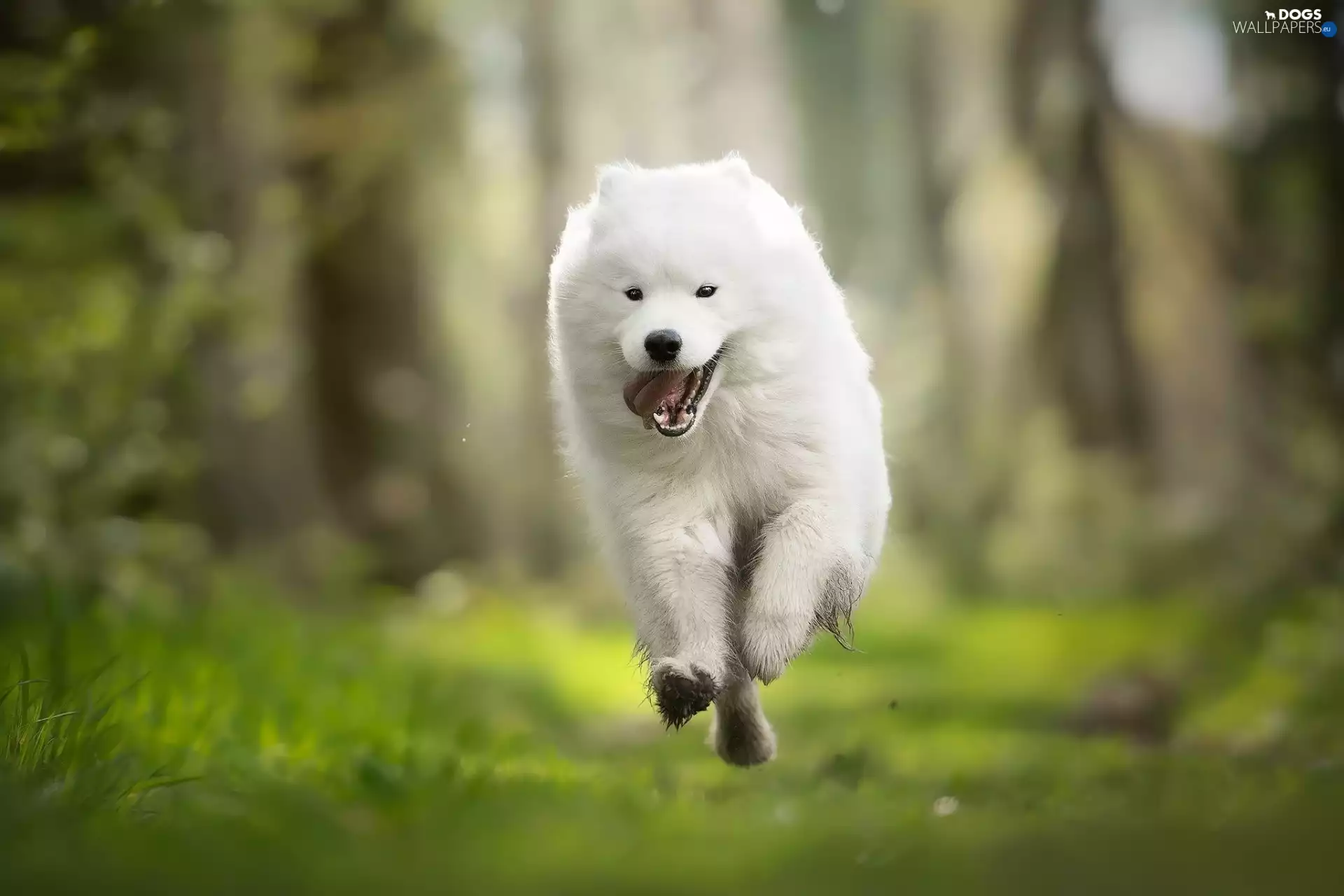 Samojed, White, dog