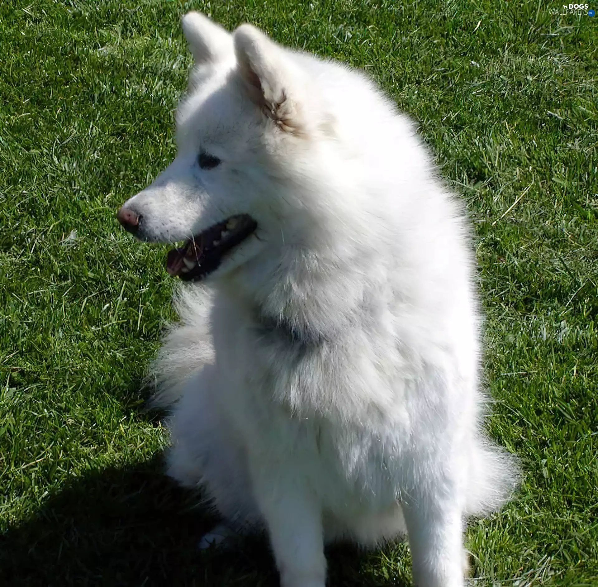Samojed, posed, ears
