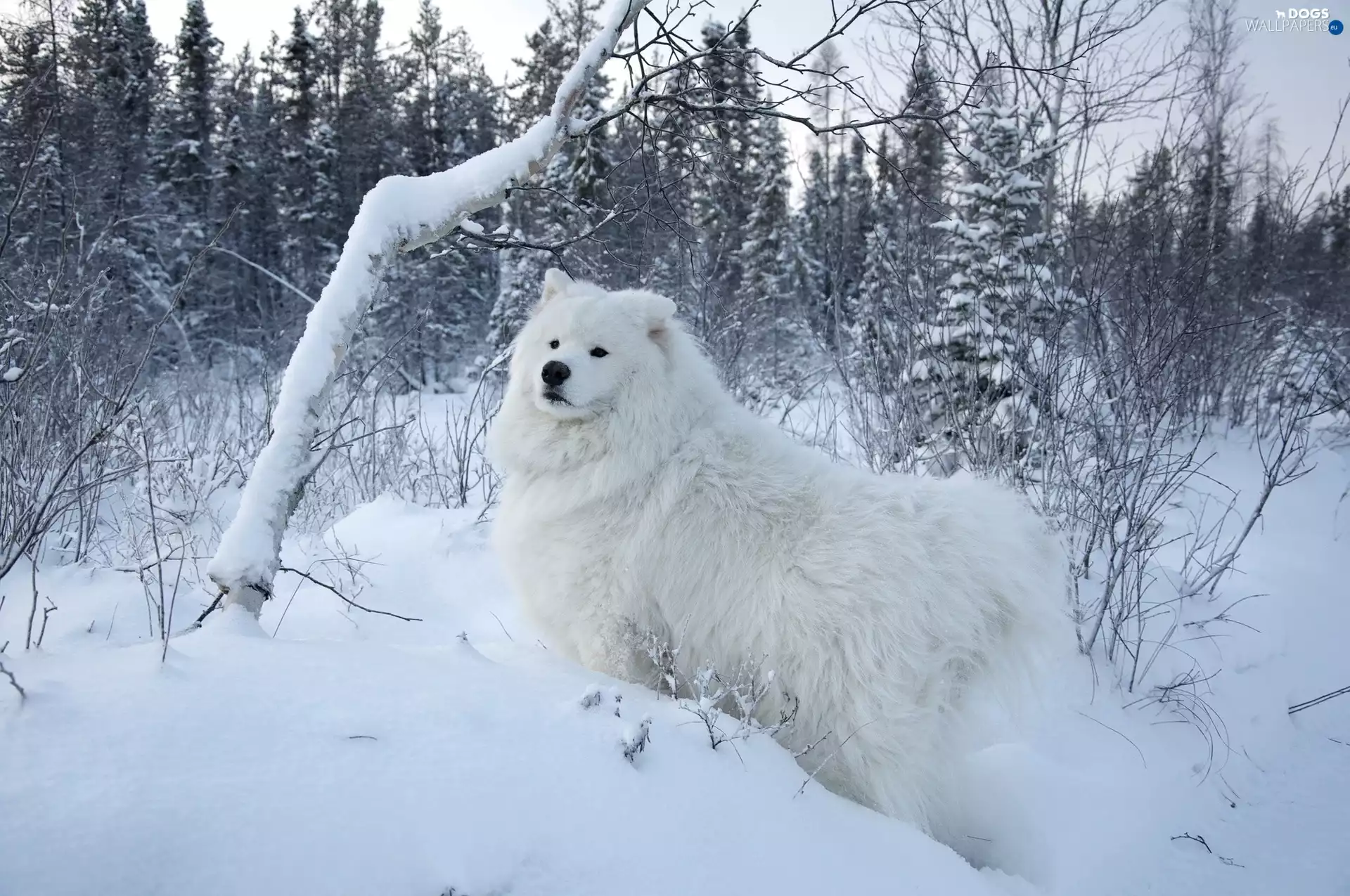dog, Samojed, grove, White, winter