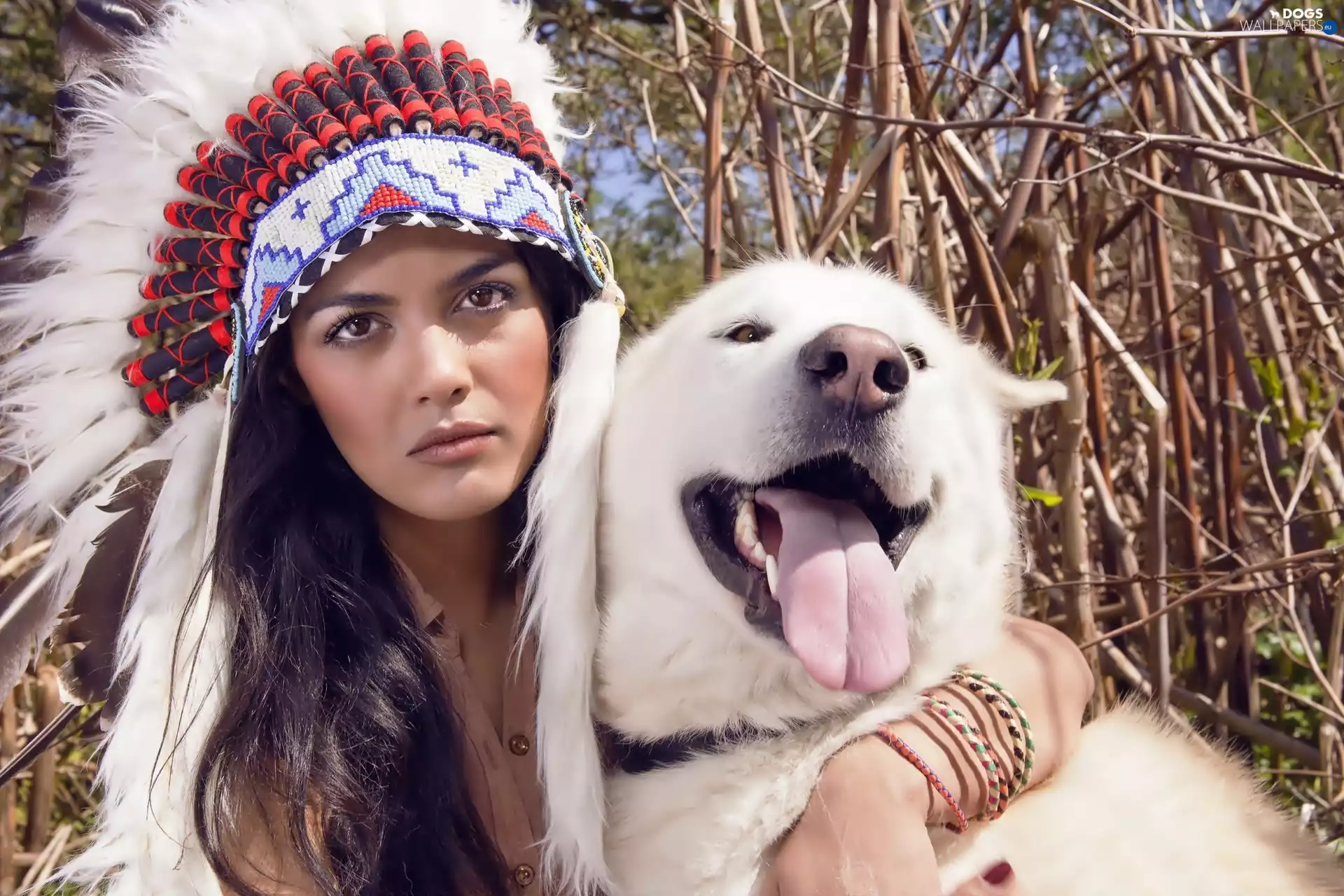dog, Samojed, plume, White, Women