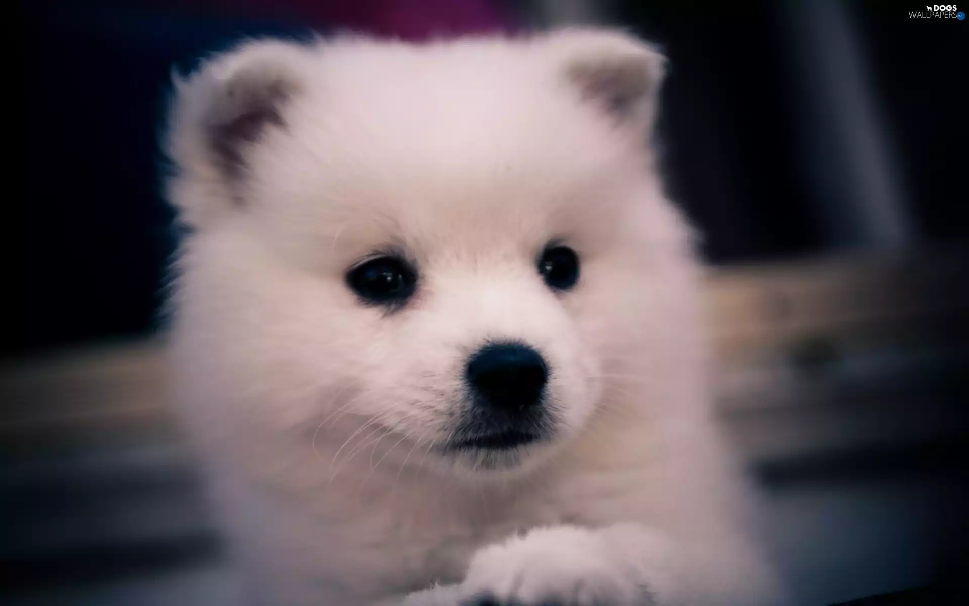 Samojed, Puppy