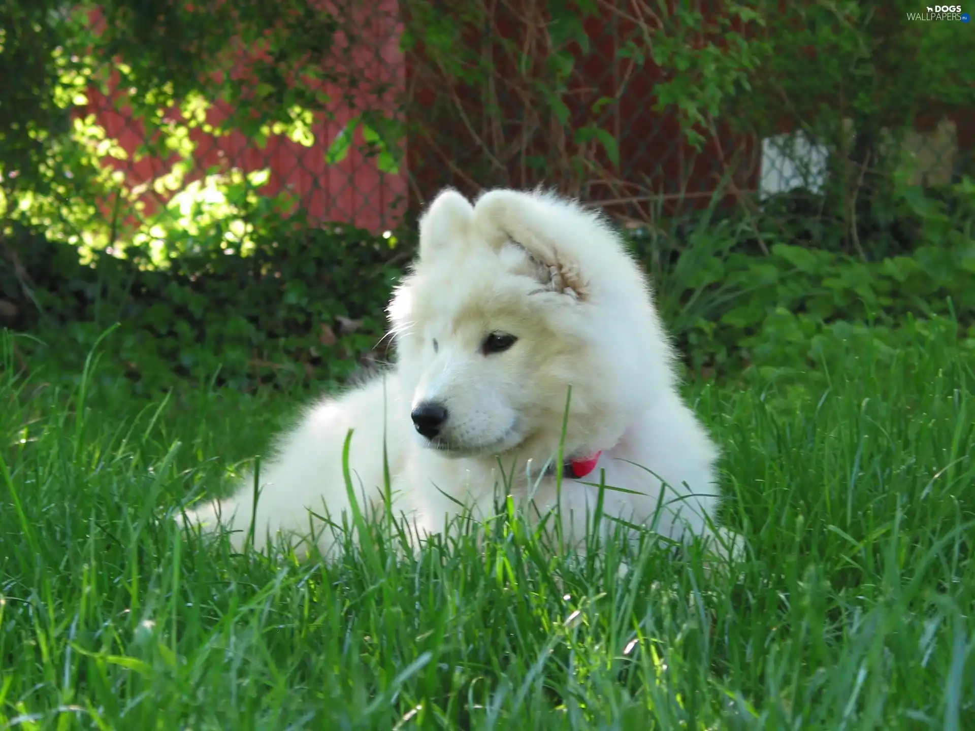 Puppy, Samojed, honeyed