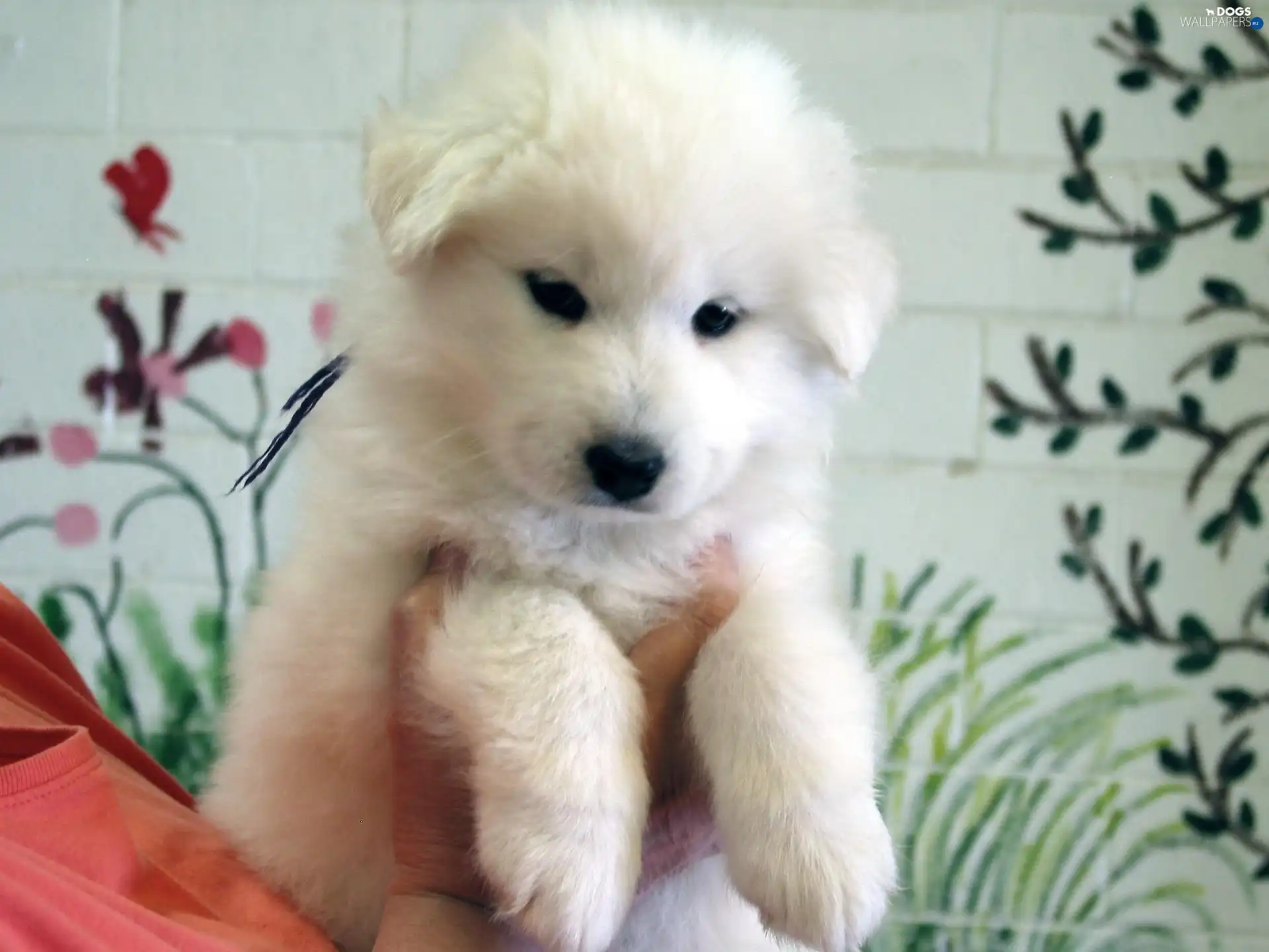 Samojed, Puppy