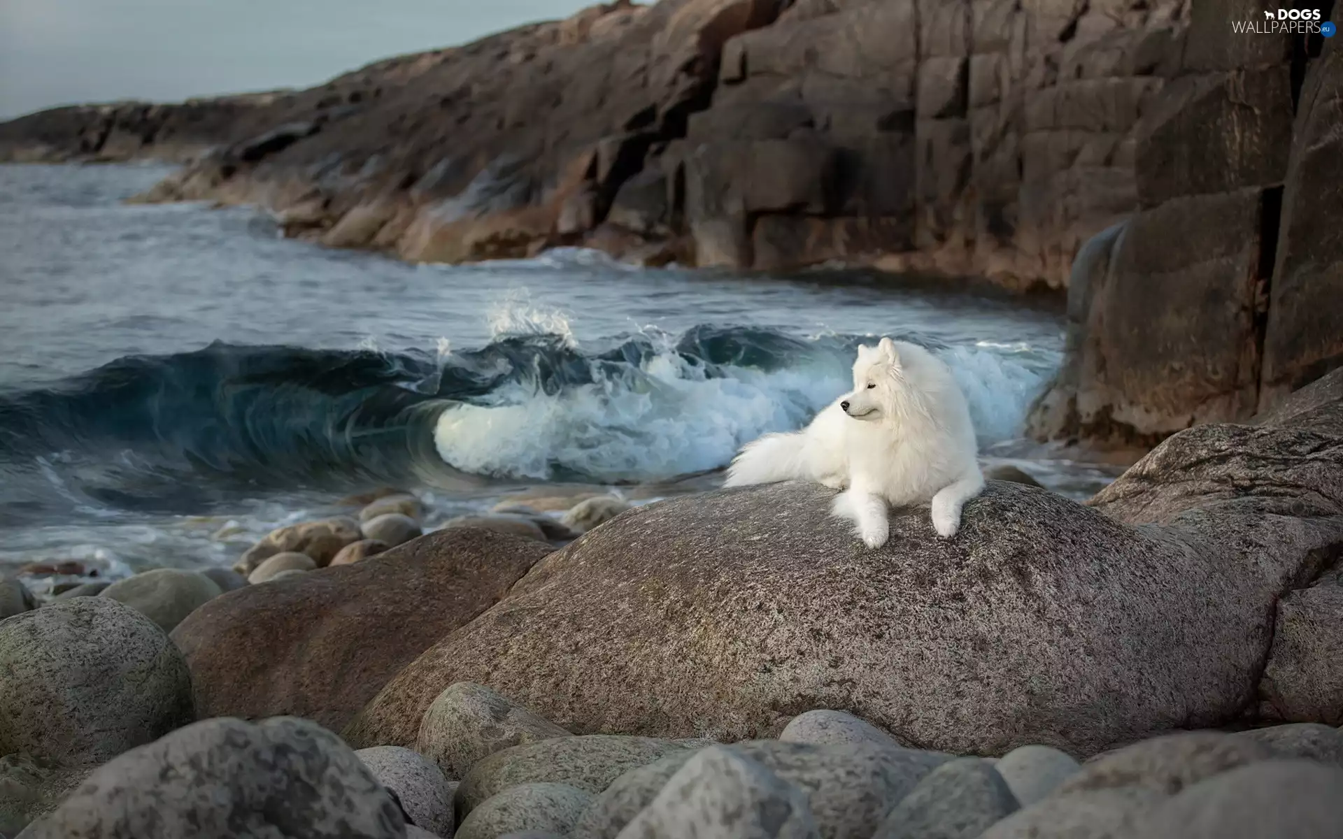 dog, Samojed, Stones, rocks, sea
