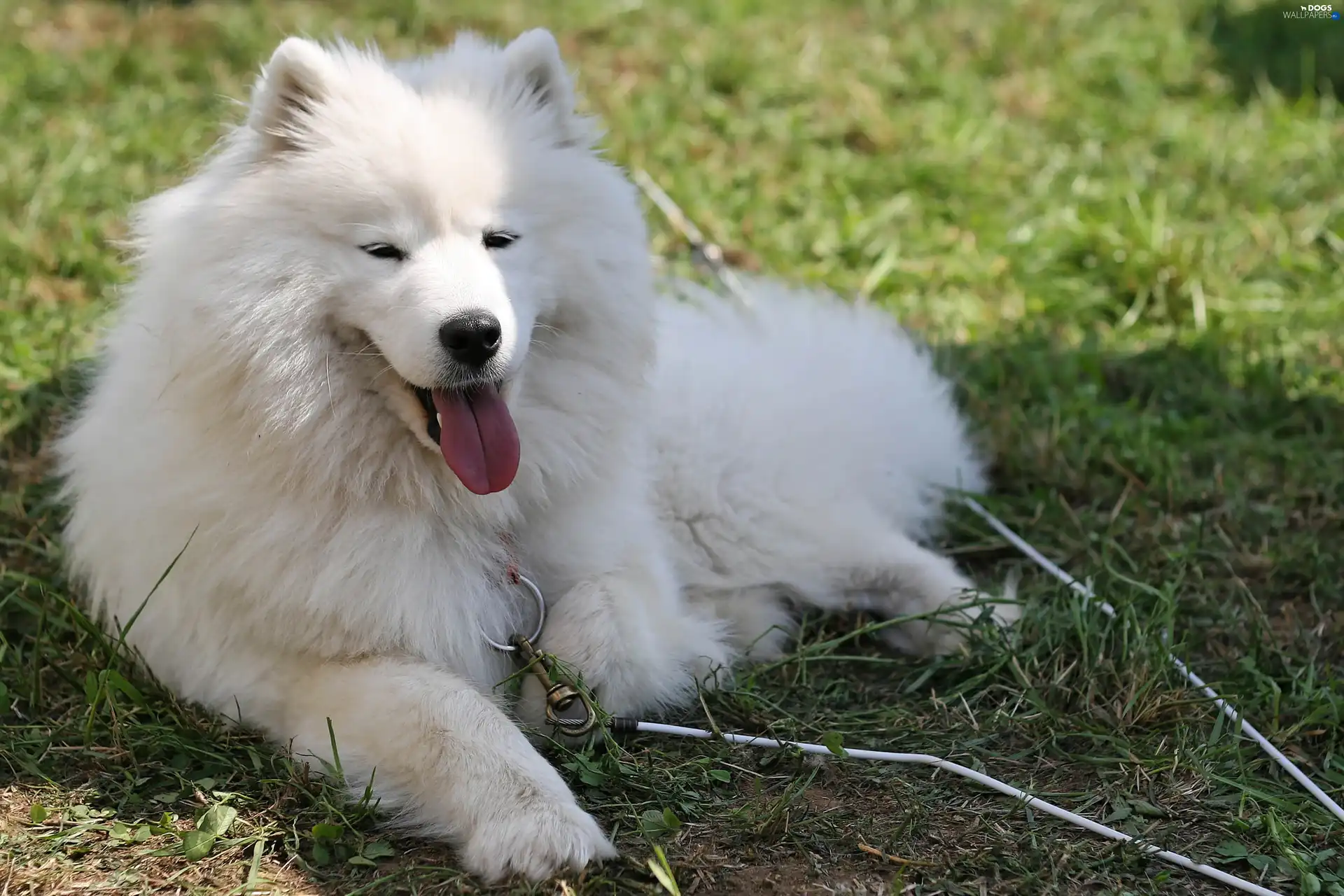 Samojed, Tounge