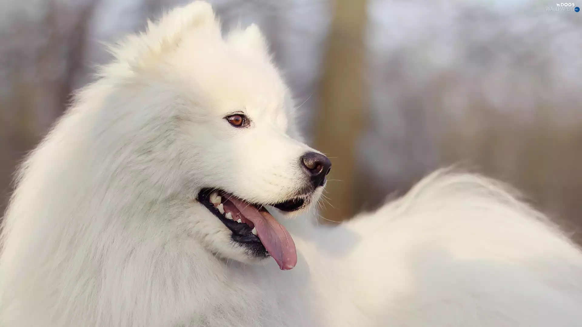 Samojed, dog, White