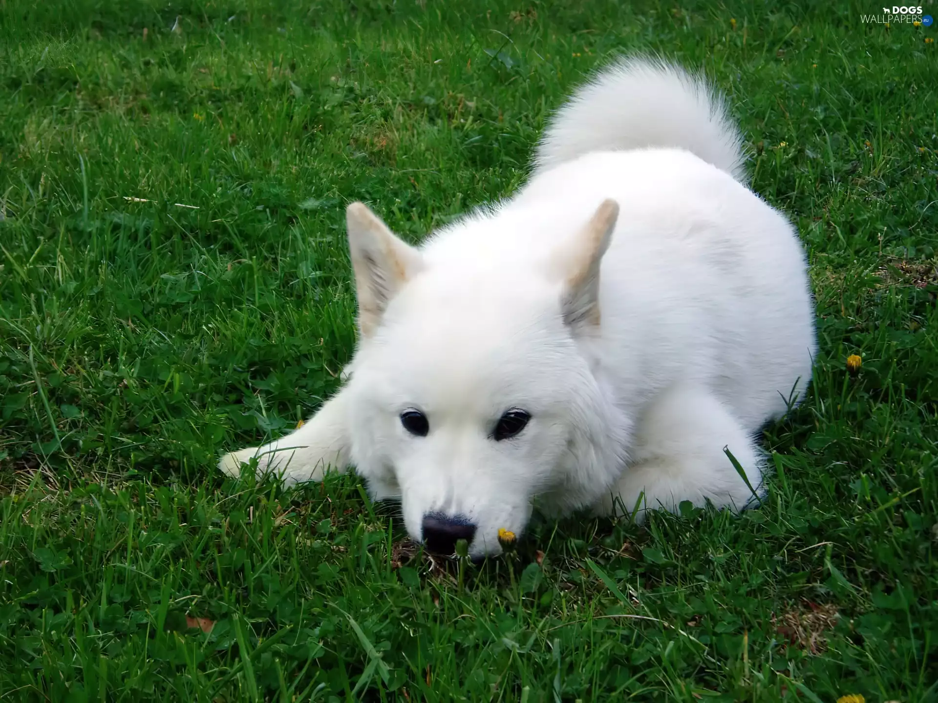 White, Green, grass, Samojed