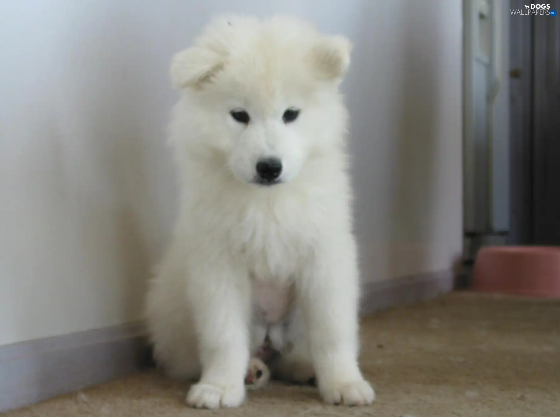 Samojed, White