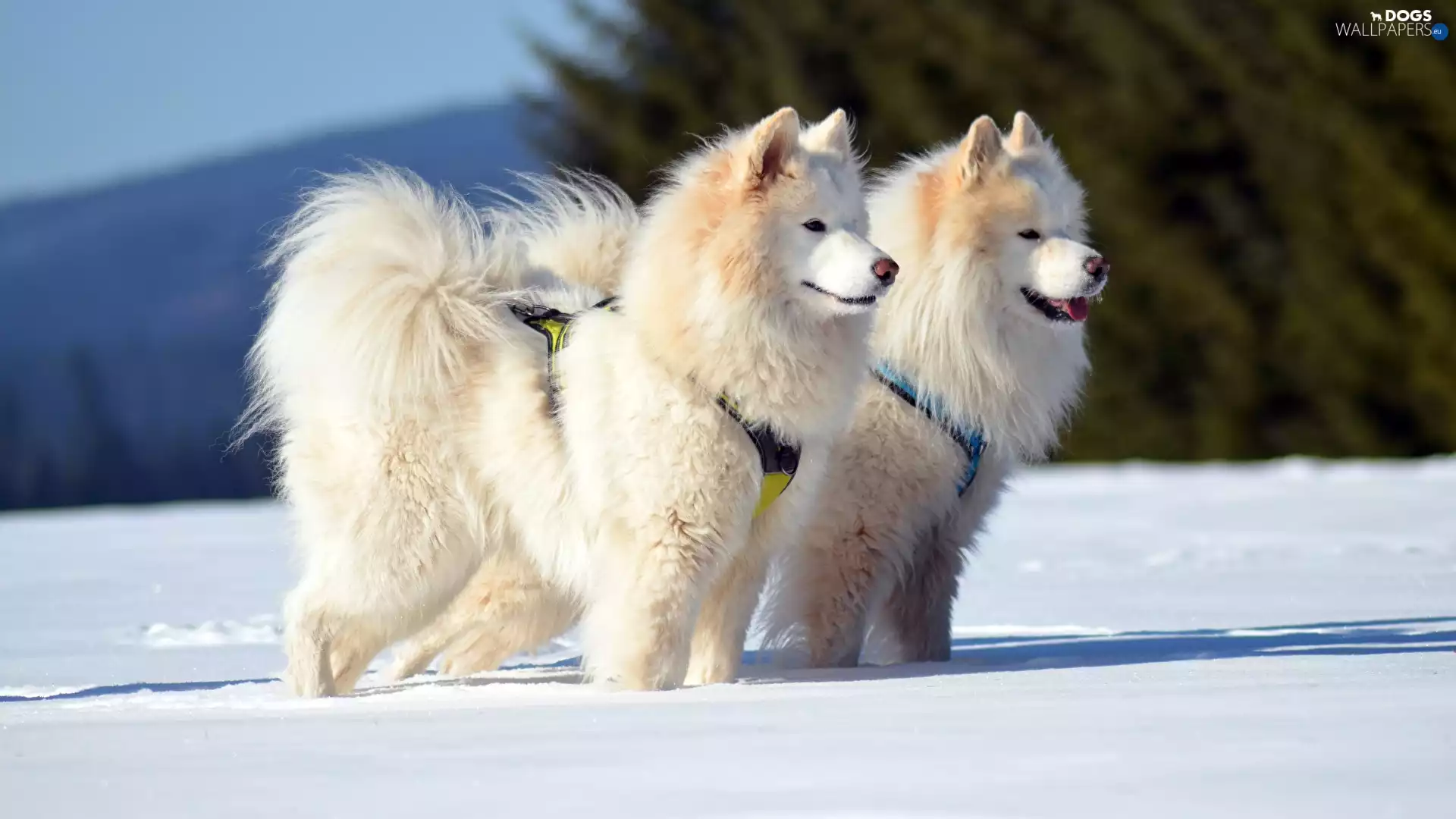 winter, snow, Dogs, Samojedy, Two cars