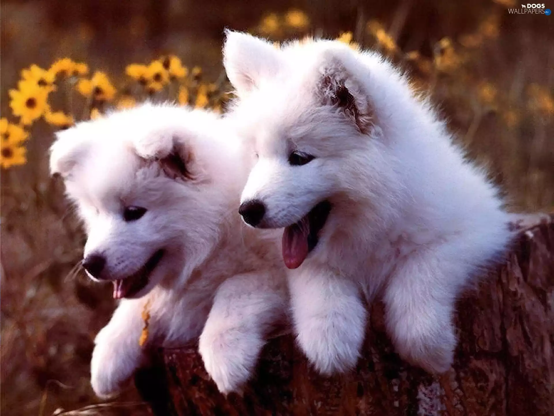 Two cars, White, Samojedy, little doggies