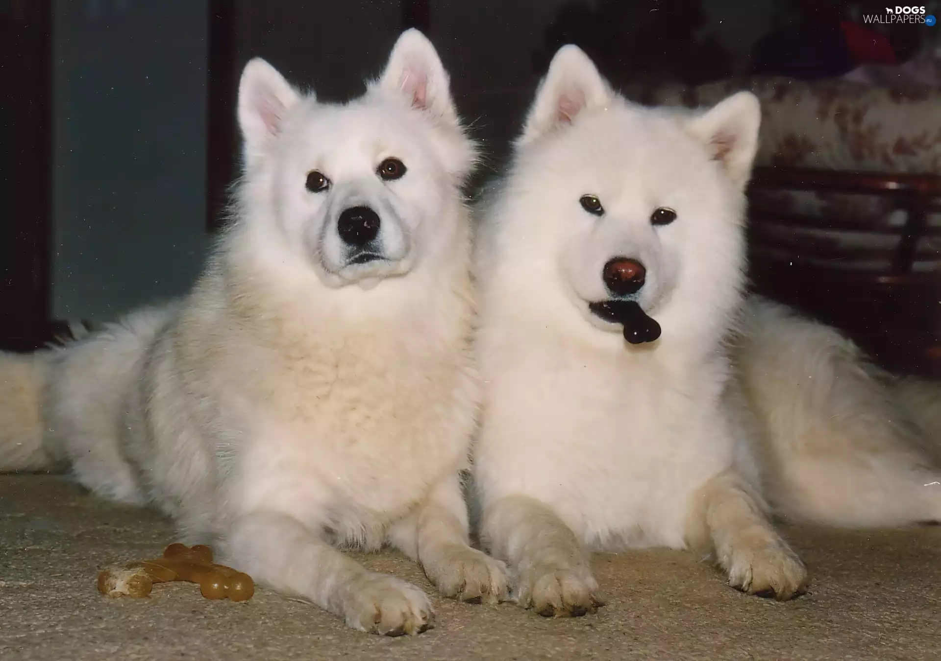 knuckle, Two cars, Samojedy