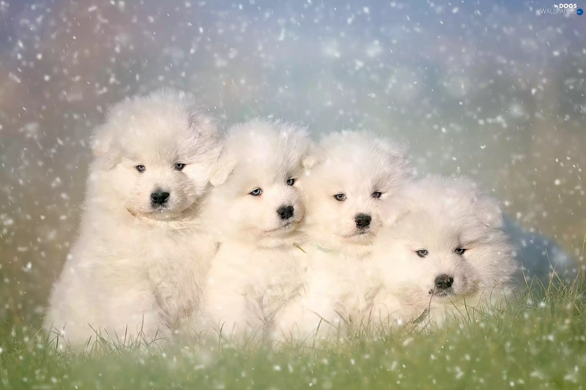 Samojedy, four, puppies