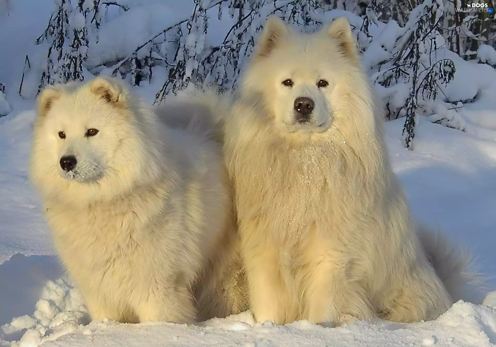 winter, Two cars, Samojedy