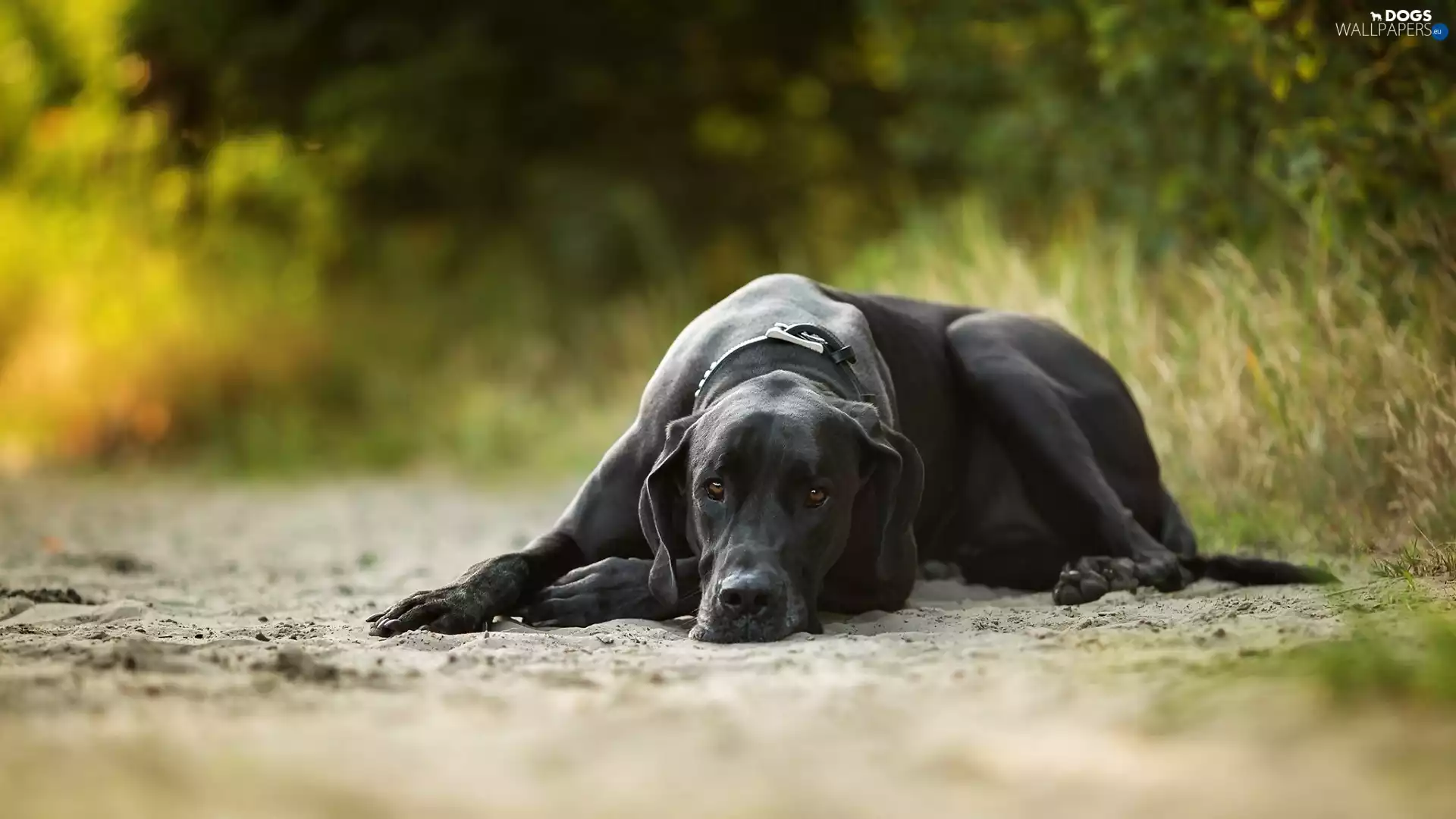 grass, Sand, Black, dog, lying