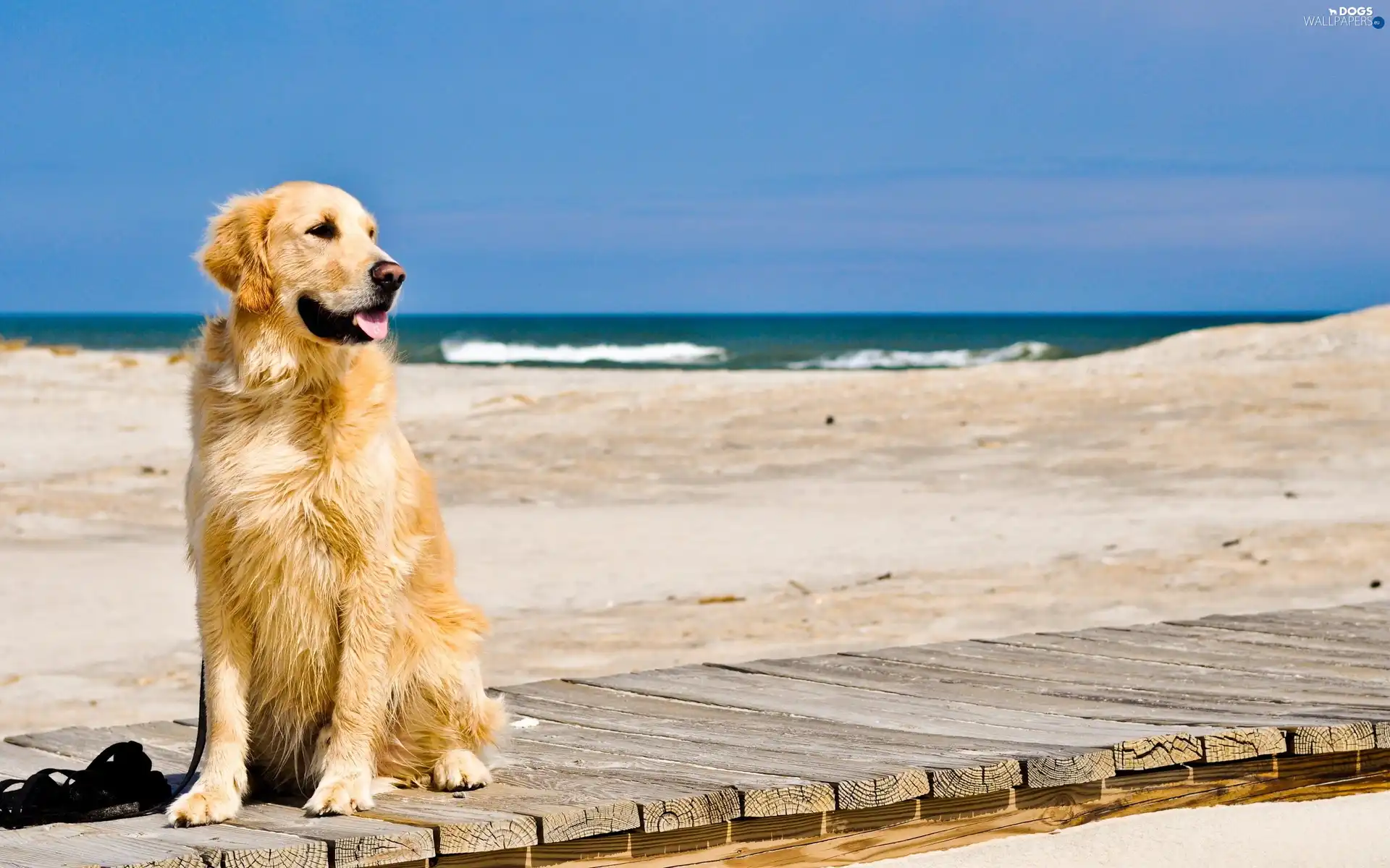 Sand, pier, dog, Beaches
