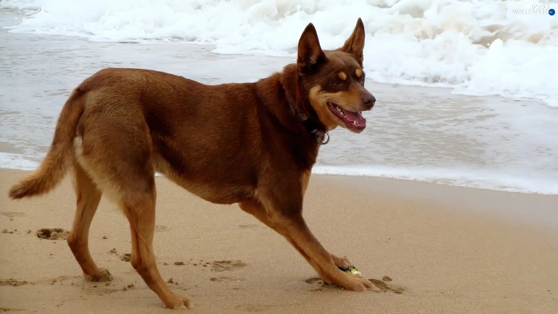 Sand, Waves, Australian Shepherd - Kelpie