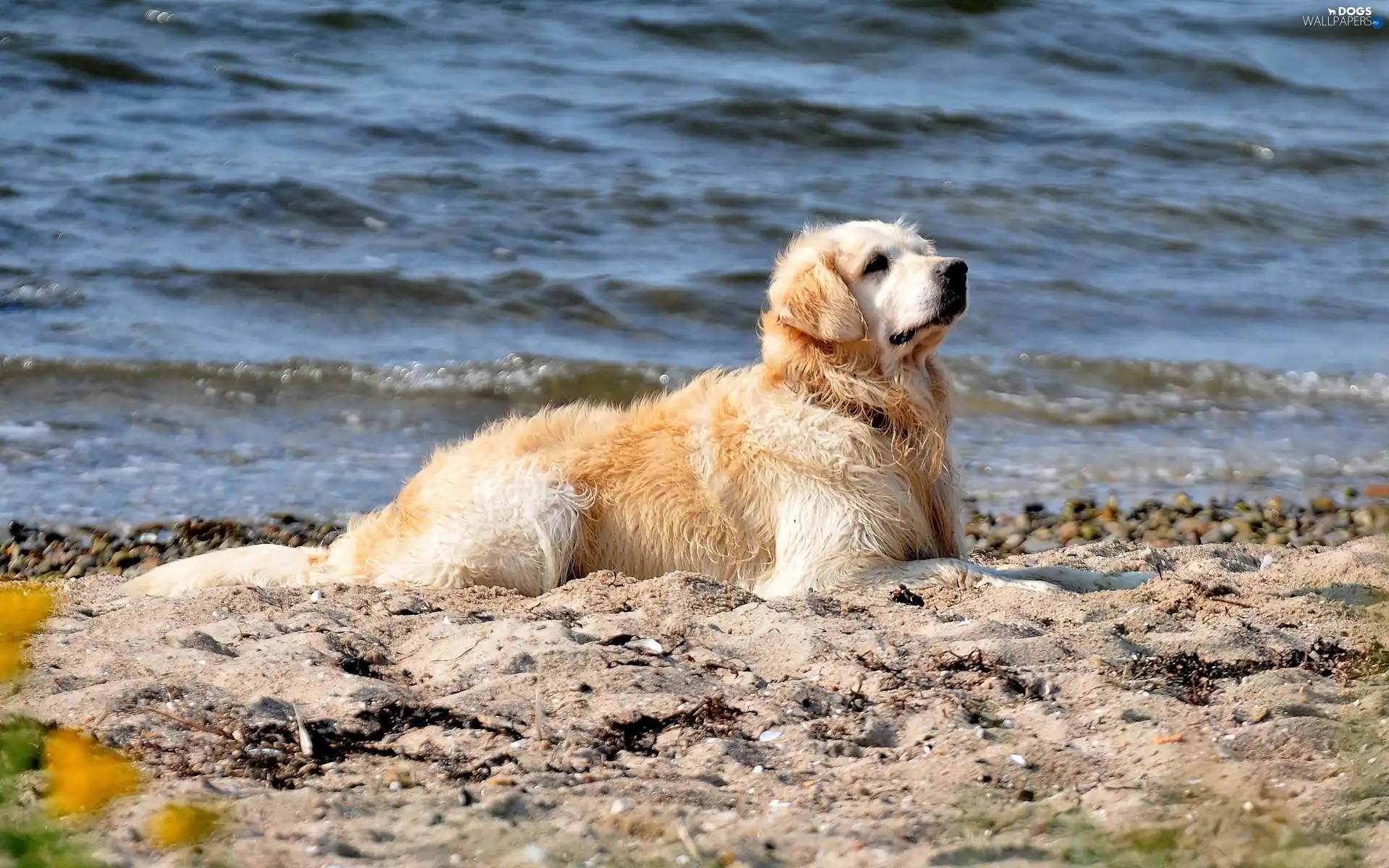 water, Sand, dog