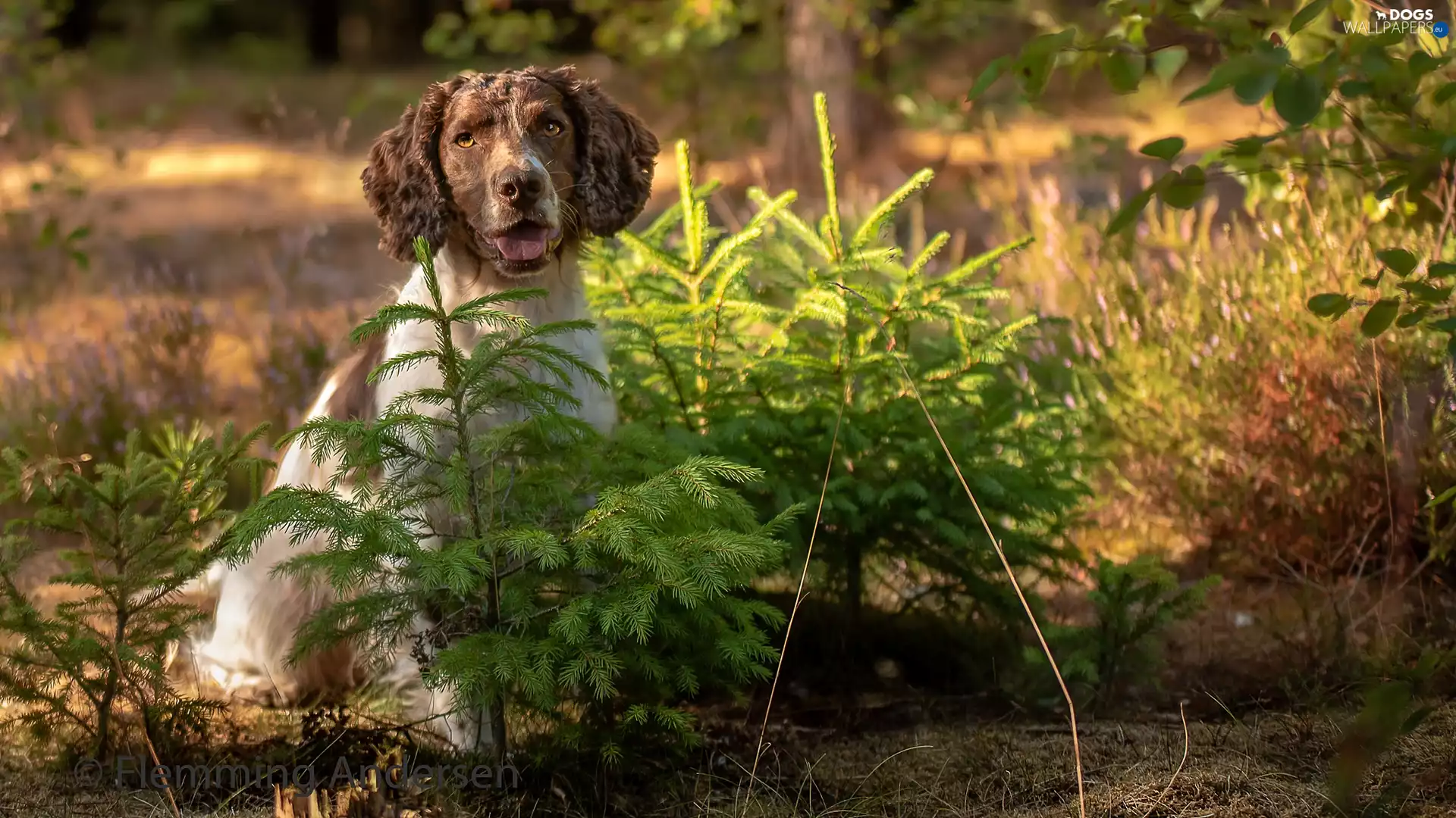 Sapling, English Springer Spaniel, Meadow, forest, dog, Spruces, Flowers