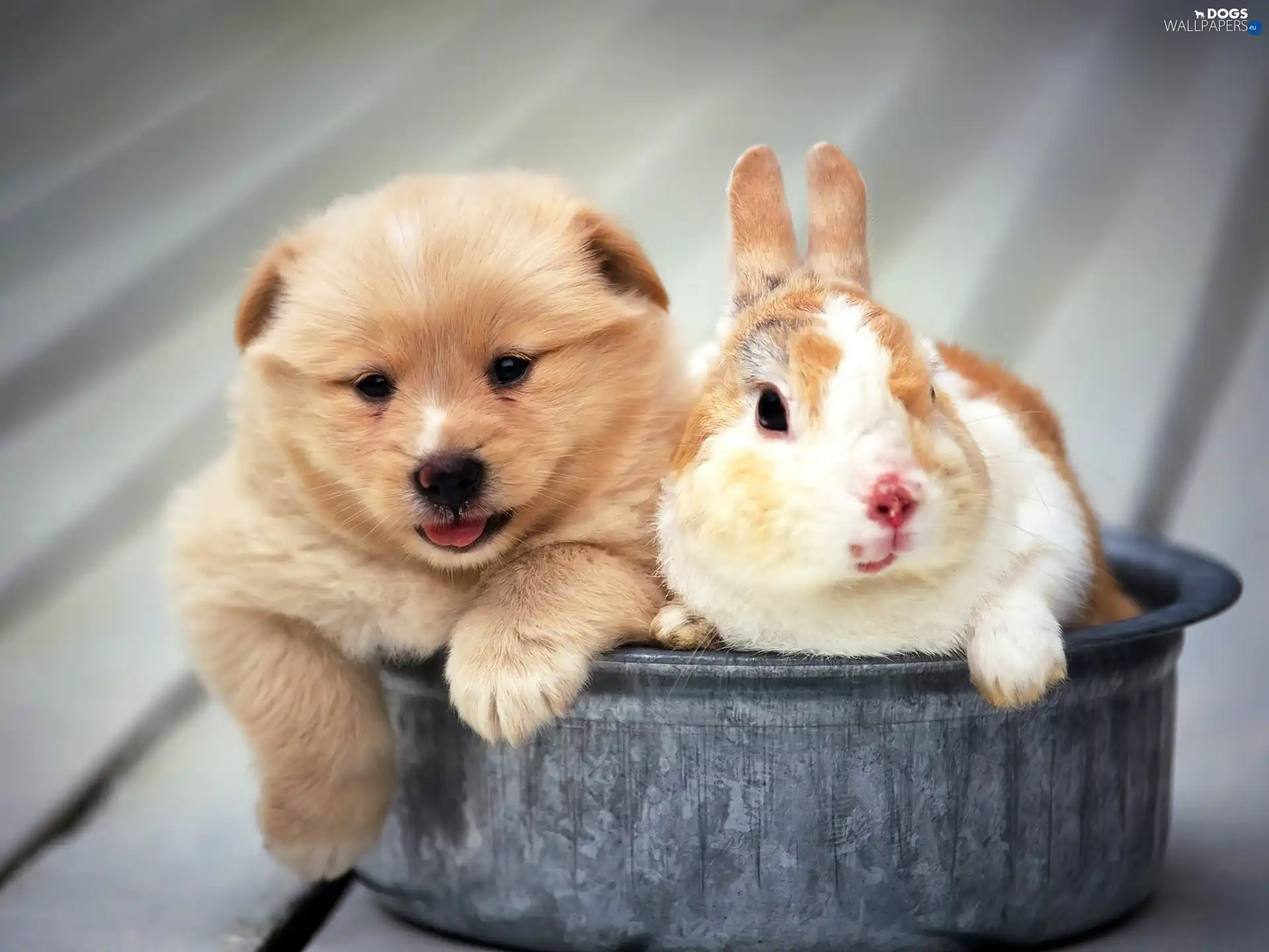 Bunny, Saucepan, puppie
