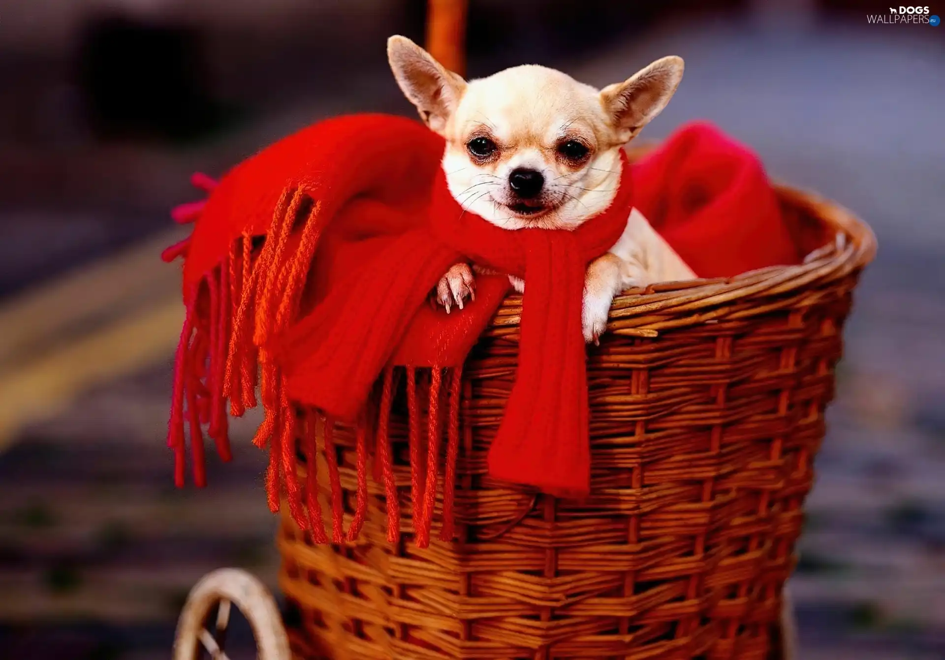 Scarf, Red, basket, Chihuahua