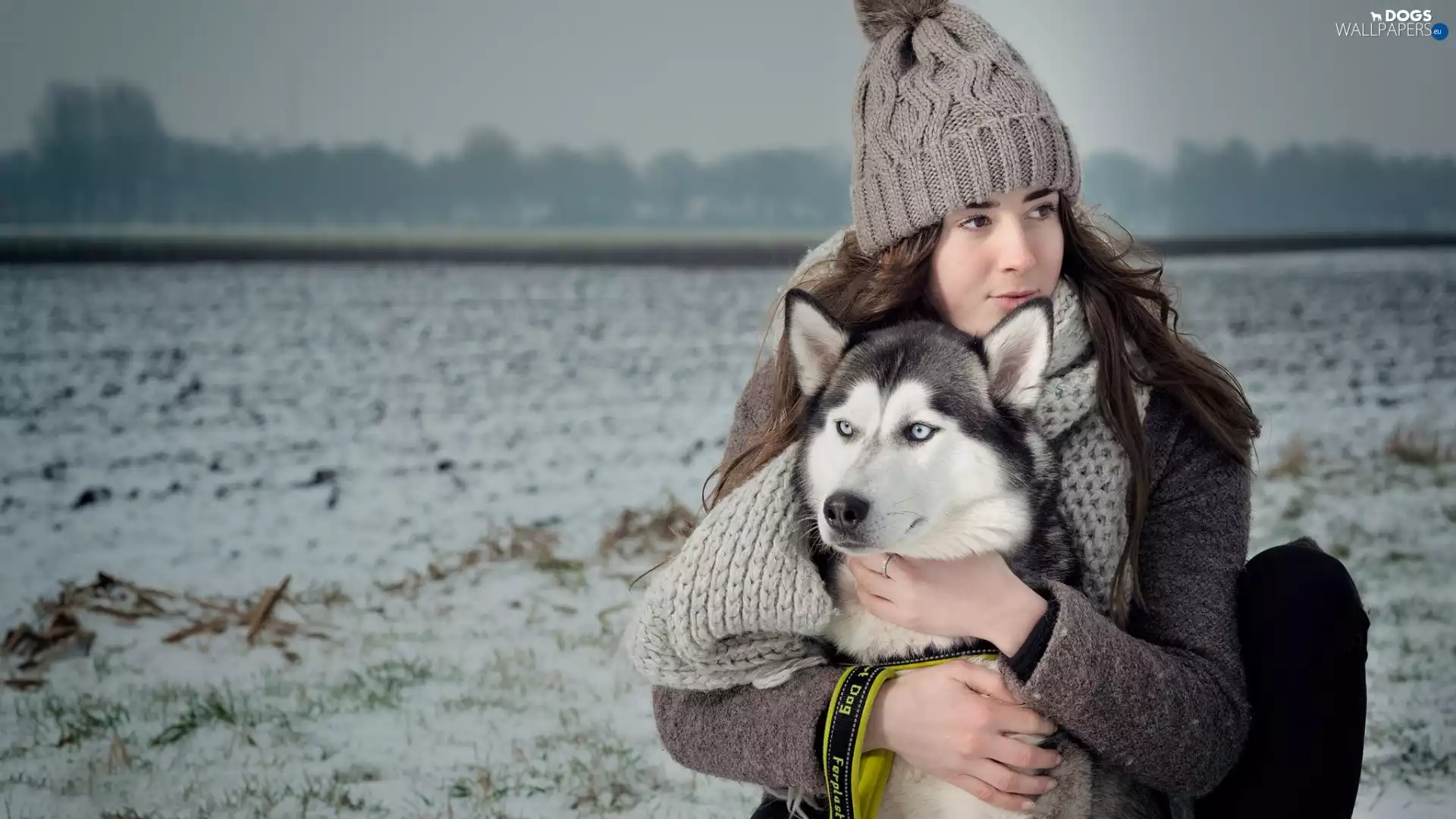 Hat, dog, girl, Scarf, Field, Siberian Husky