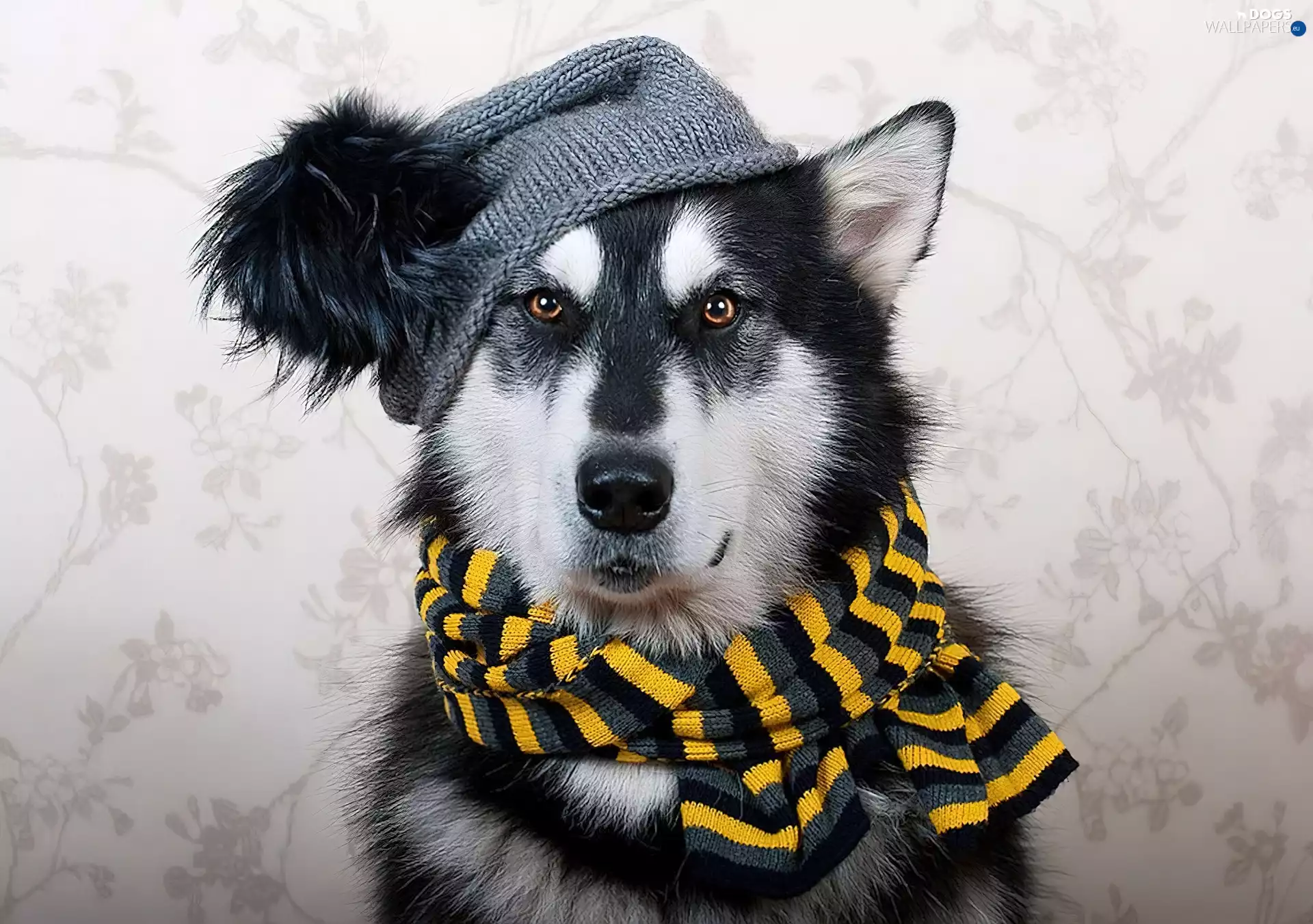 Scarf, dog, Hat