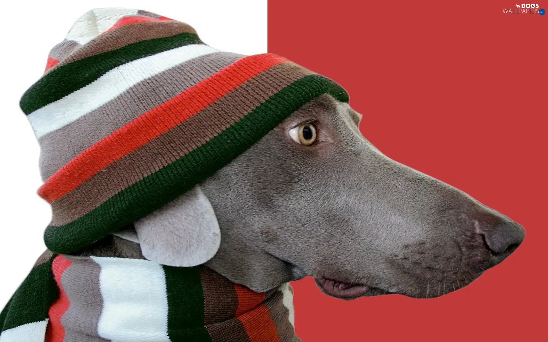 Hat, Scarf, dog